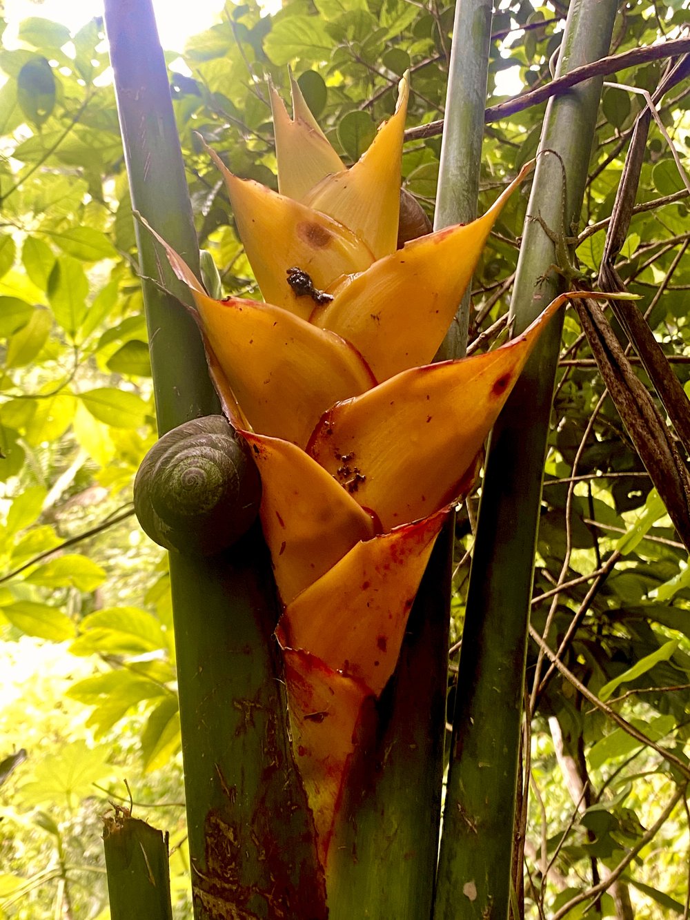 el yunque plant.jpg