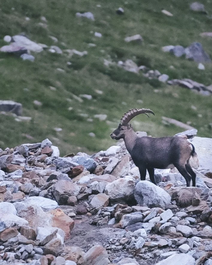 What is Girls* on Ice about? Today: Nature 🌿

Living more than one week alone in the middle of the mountain is definitely part of the experience. Discovering every day something, a little flower, a insect swimming while doing the dishes, that puddin