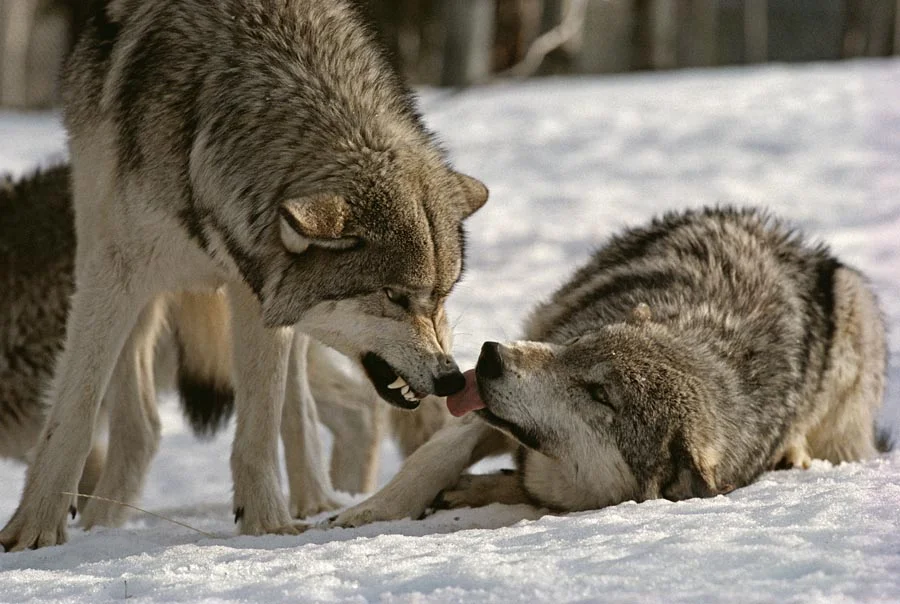 Wolves 1.jpg