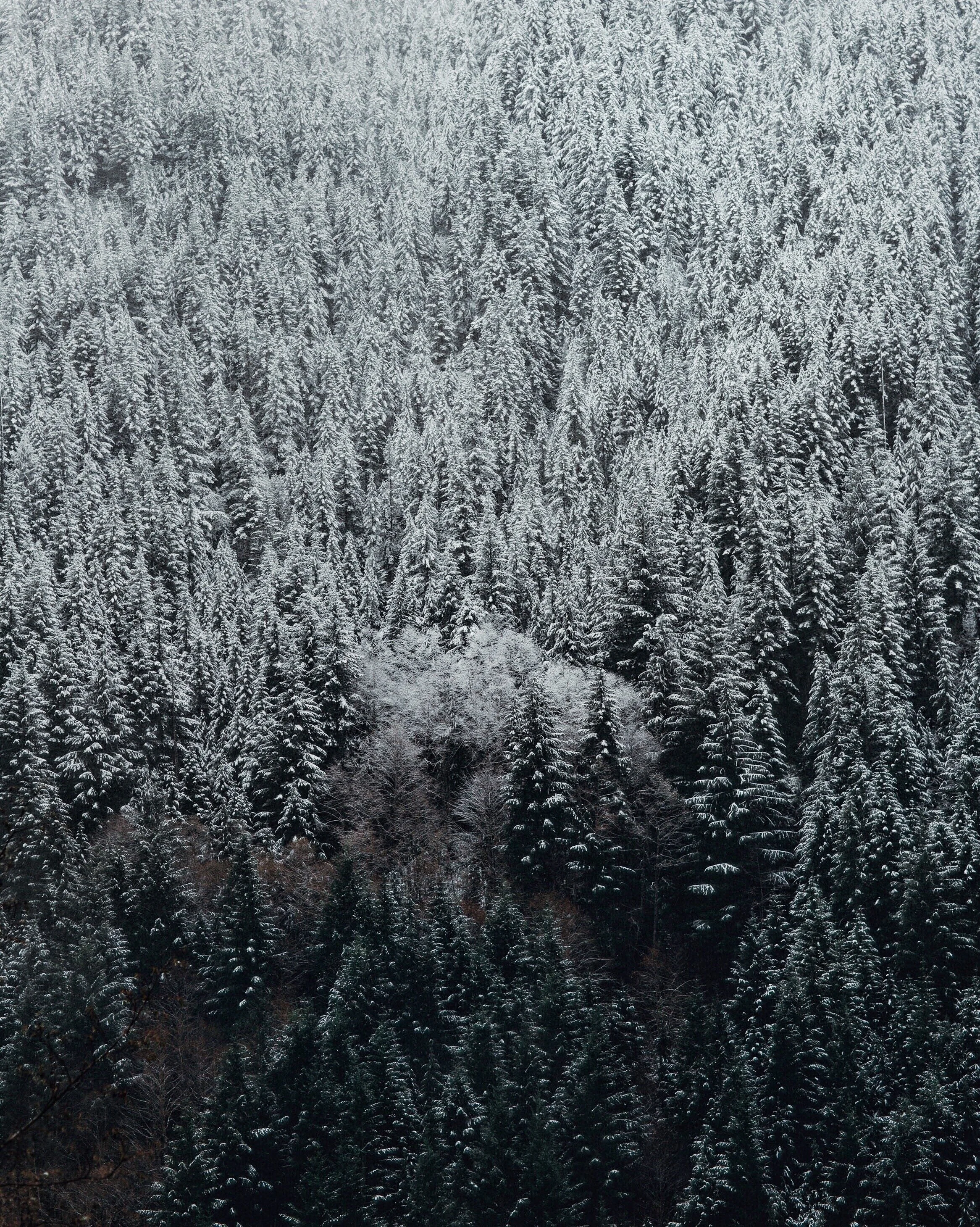 2020 HOLIDAY GIFT GUIDE