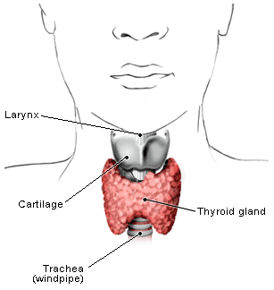 thyroid_gland.gif