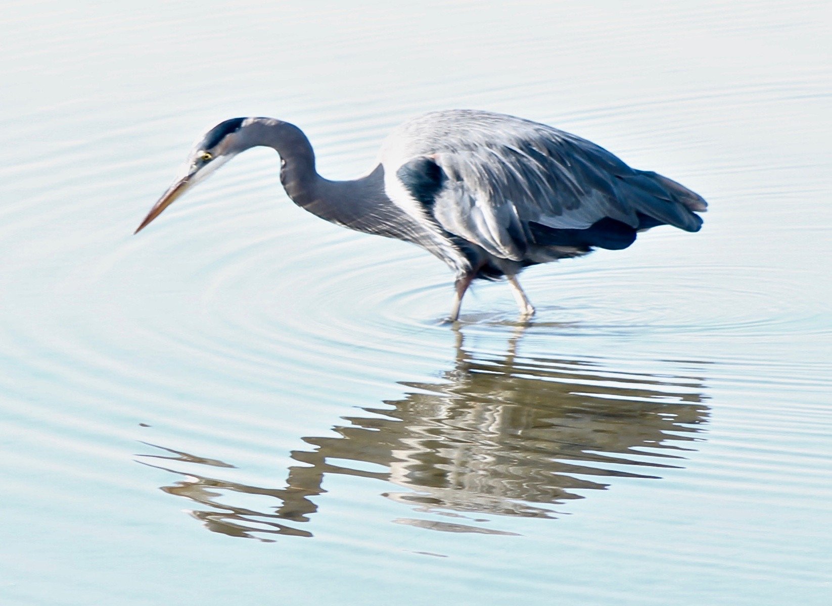 Great Blue Heron