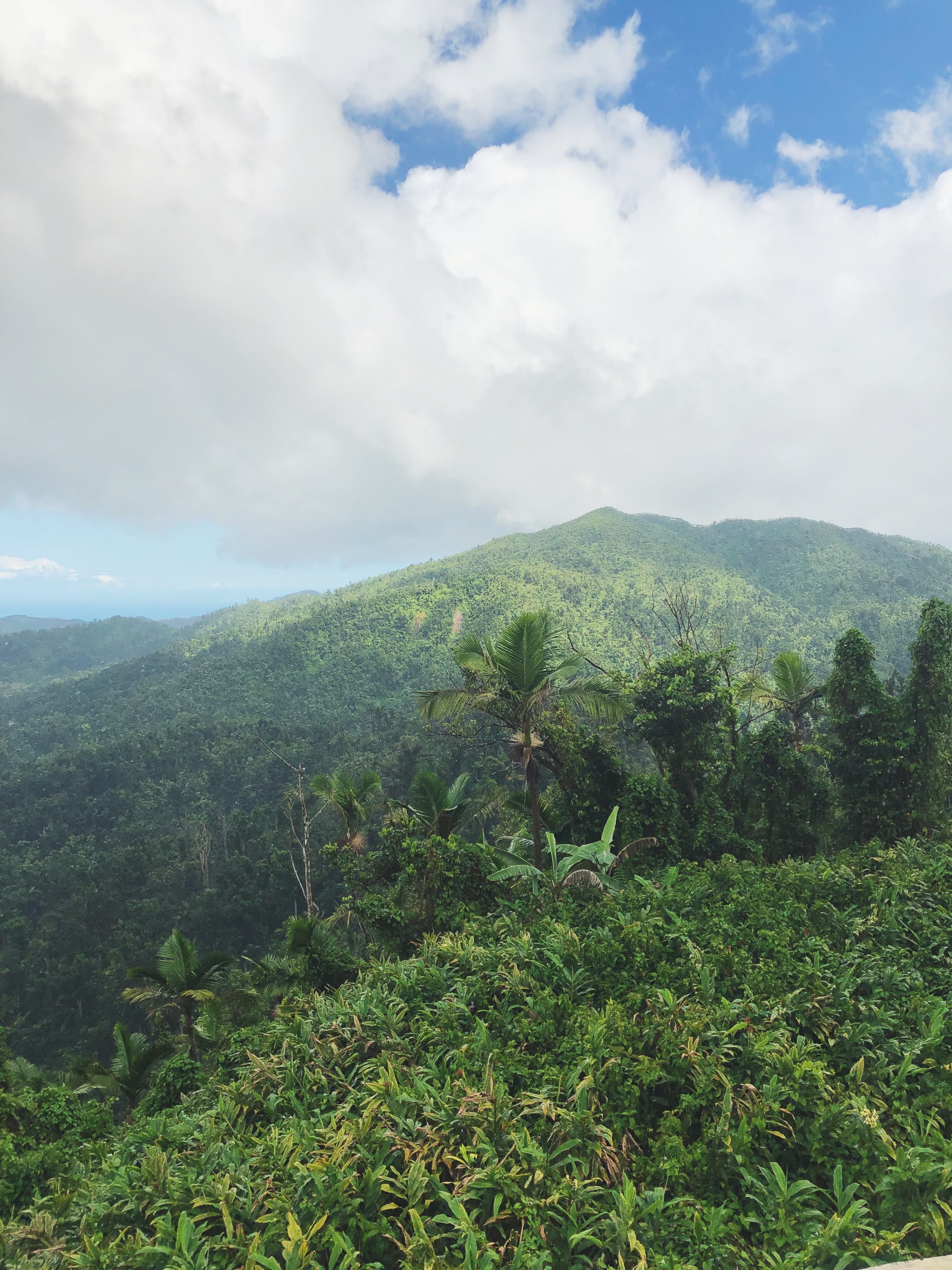 El Yunque Rainforest in Puerto Rico