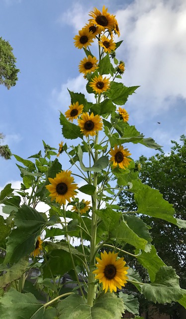 sunflowers.jpg