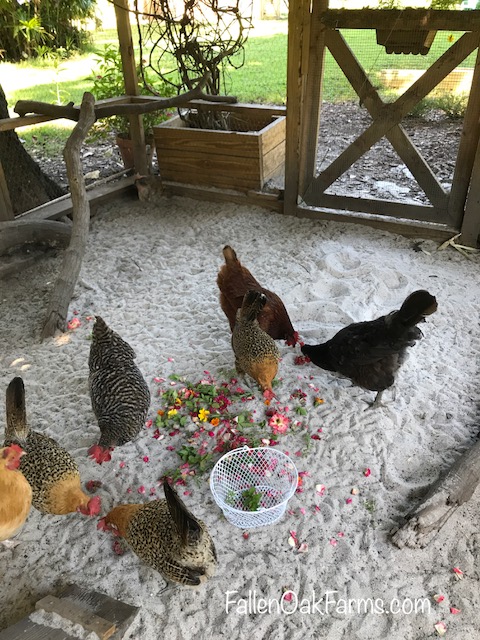 chickens eating.jpg