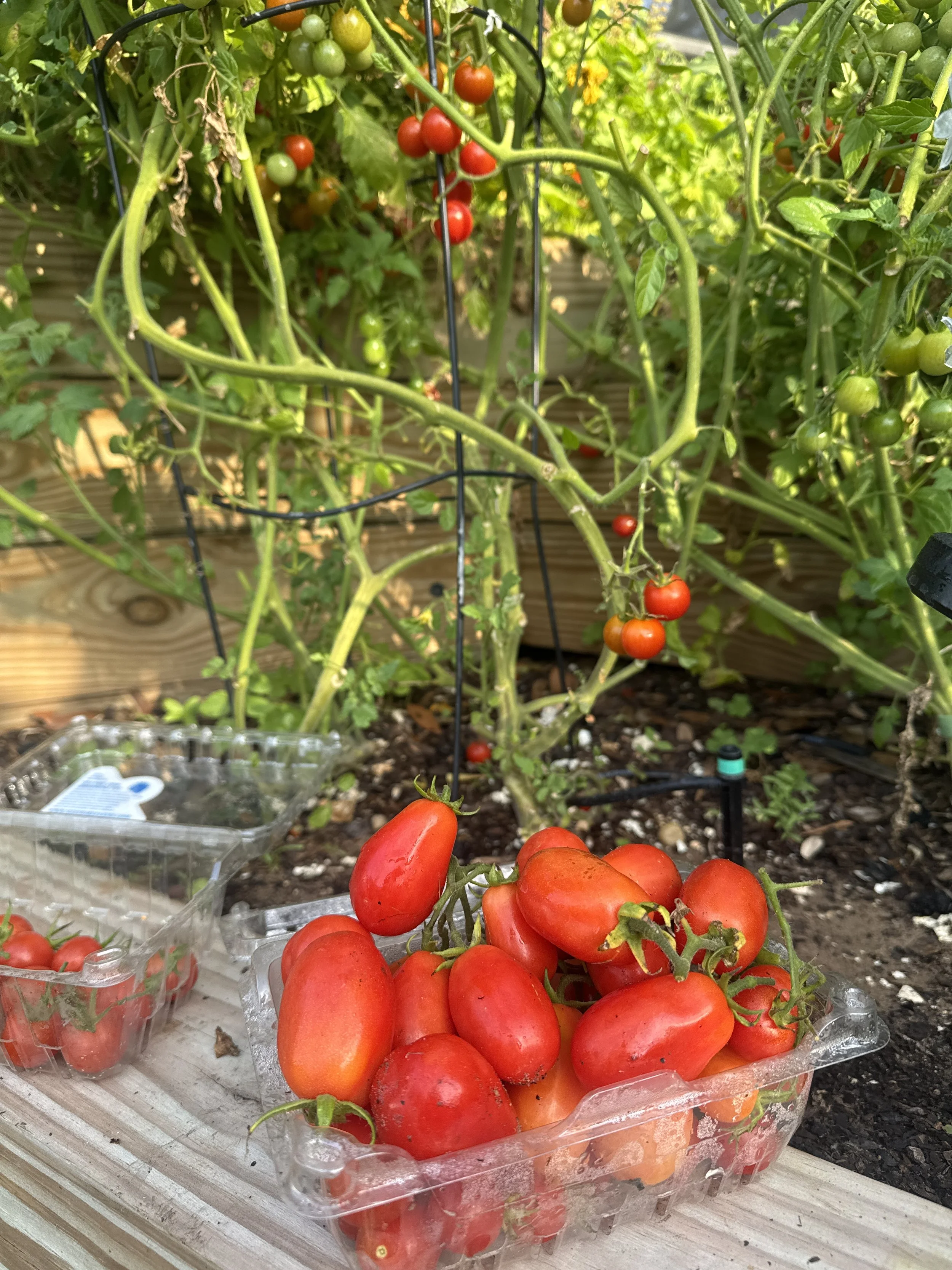 The Best Vegetable to Grow this Spring!