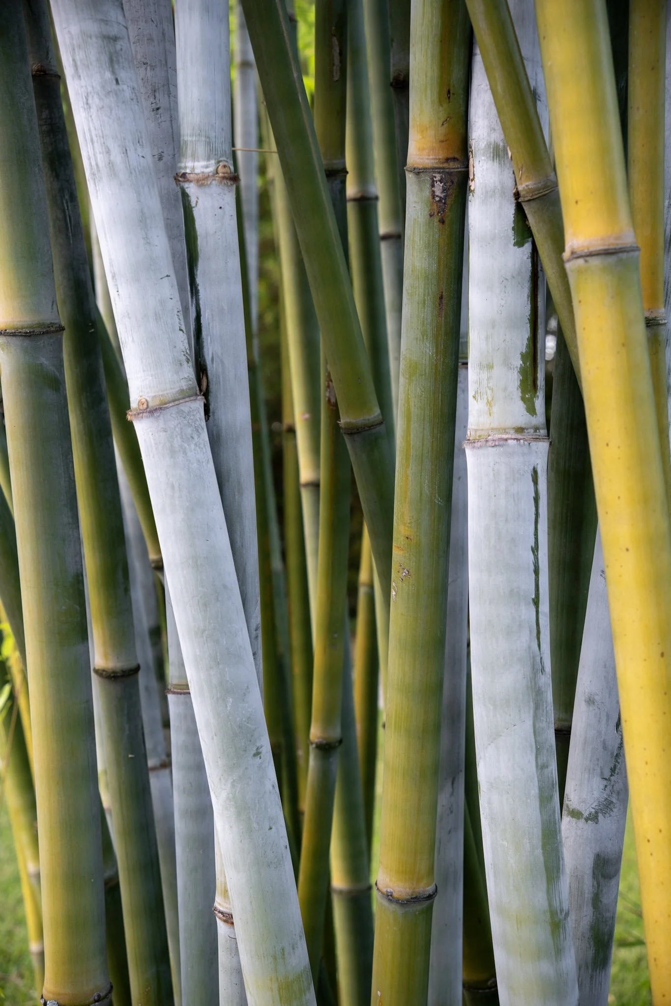 Bamboo (V).JPG