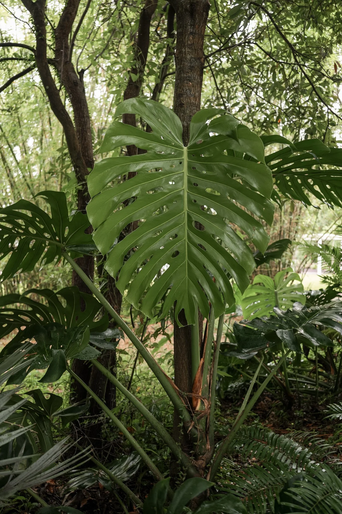 Monstera (V).JPG