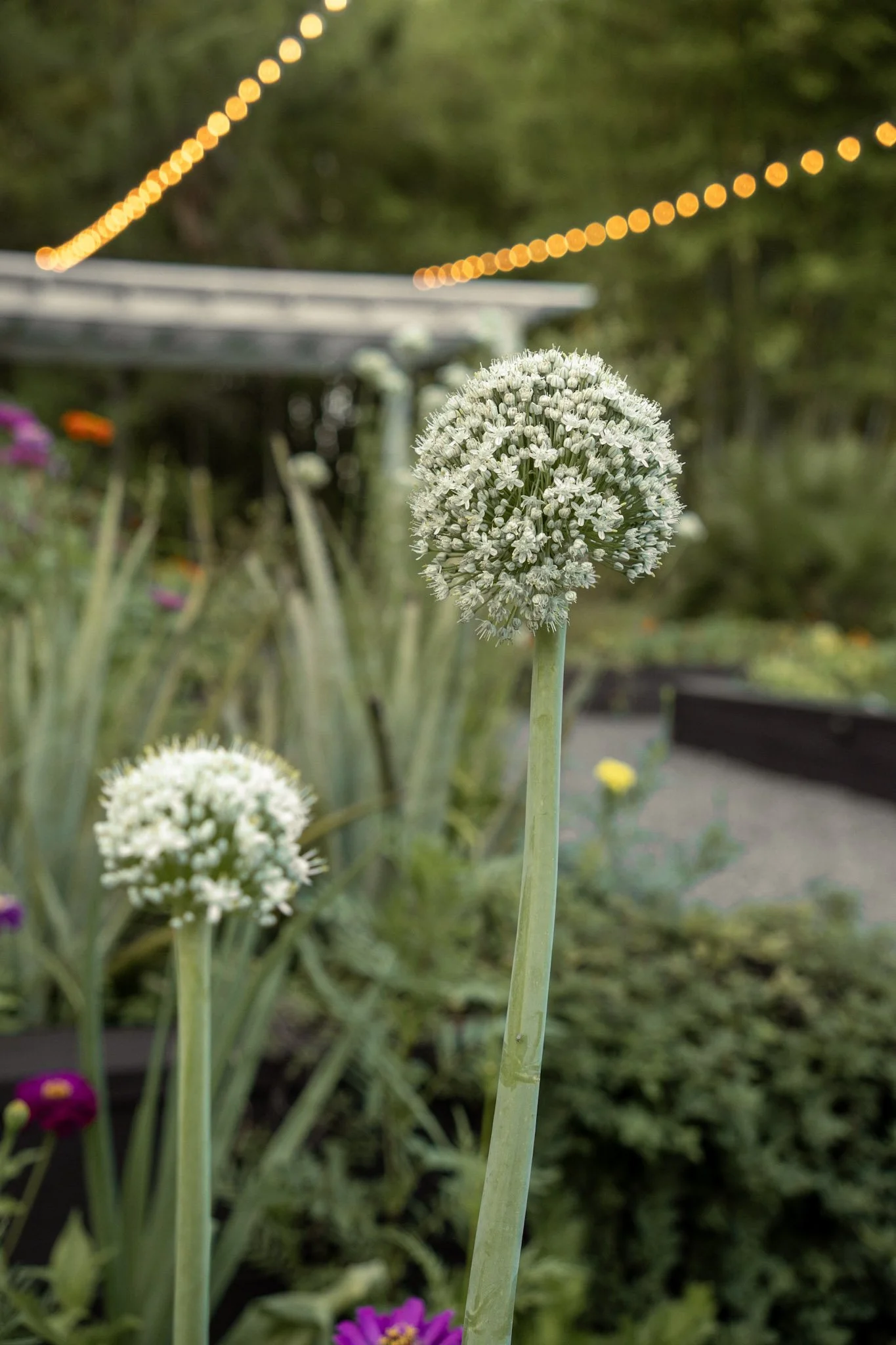 Gardens That Elevate Every Celebration at Tampa Greenhouses and Gardens