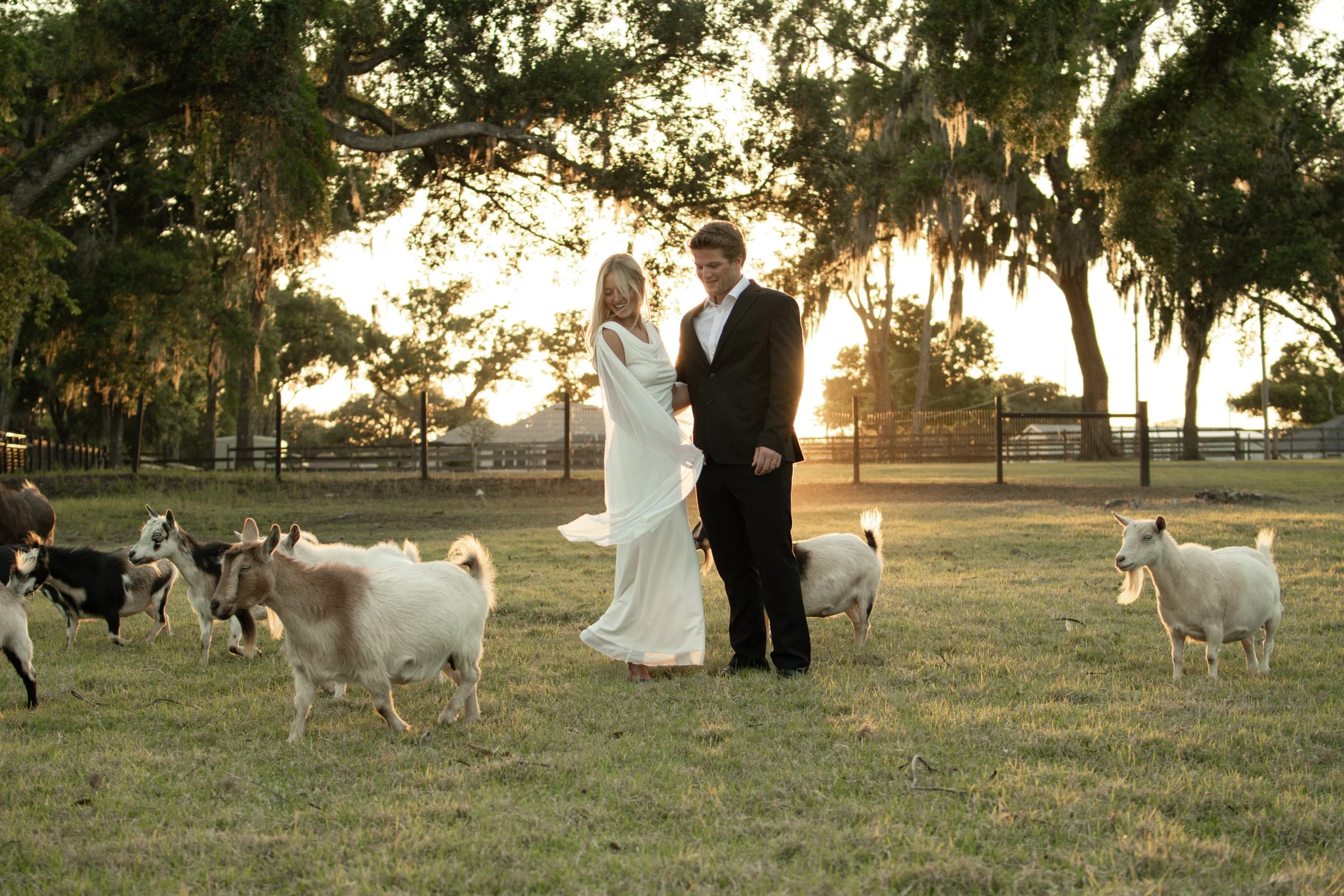 Goat wedding (H).jpg