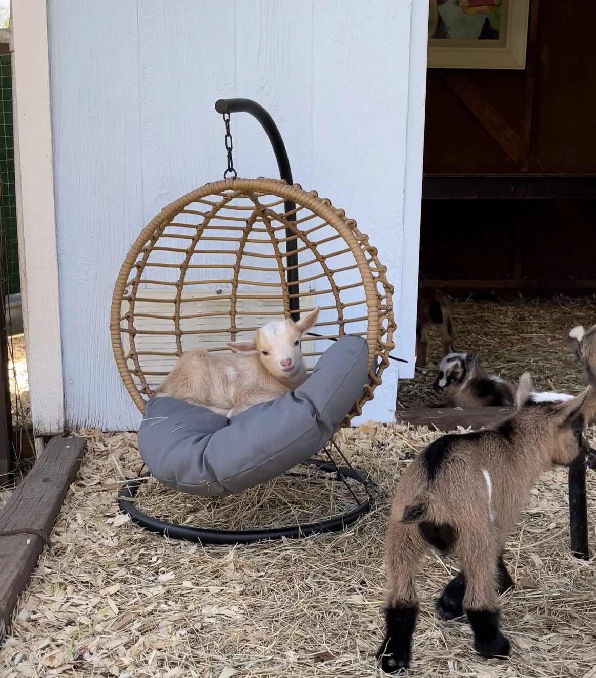 More Than Goats: How Fallen Oak Farms Became a Boutique Farm Lifestyle Brand