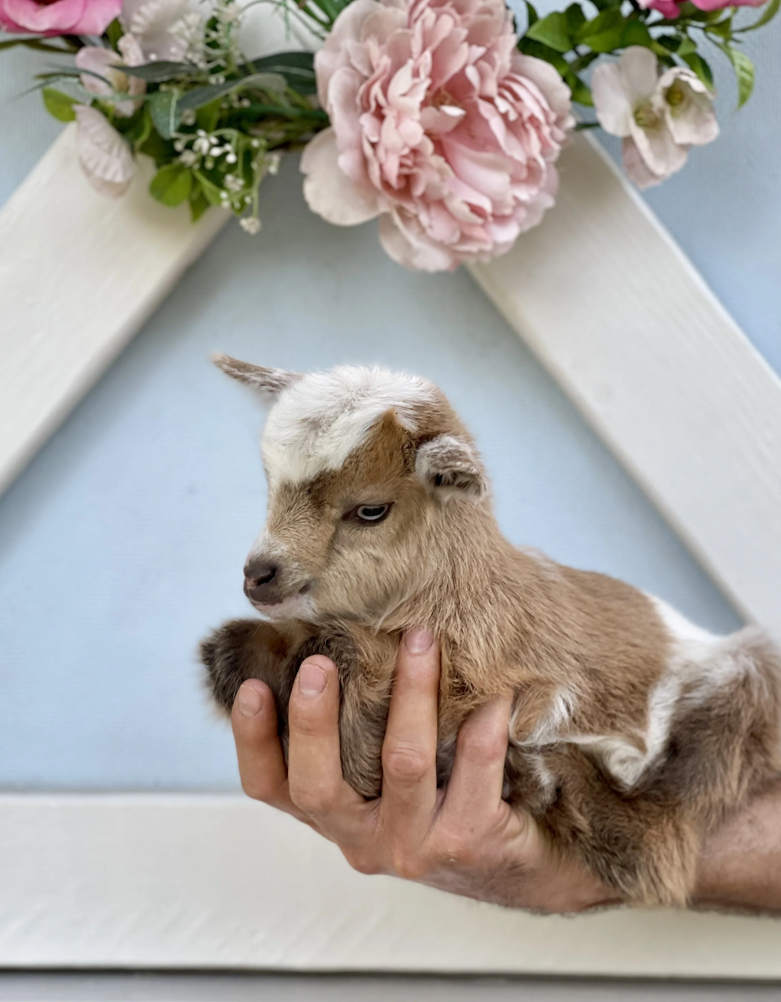 Flower kiwi goat.jpg