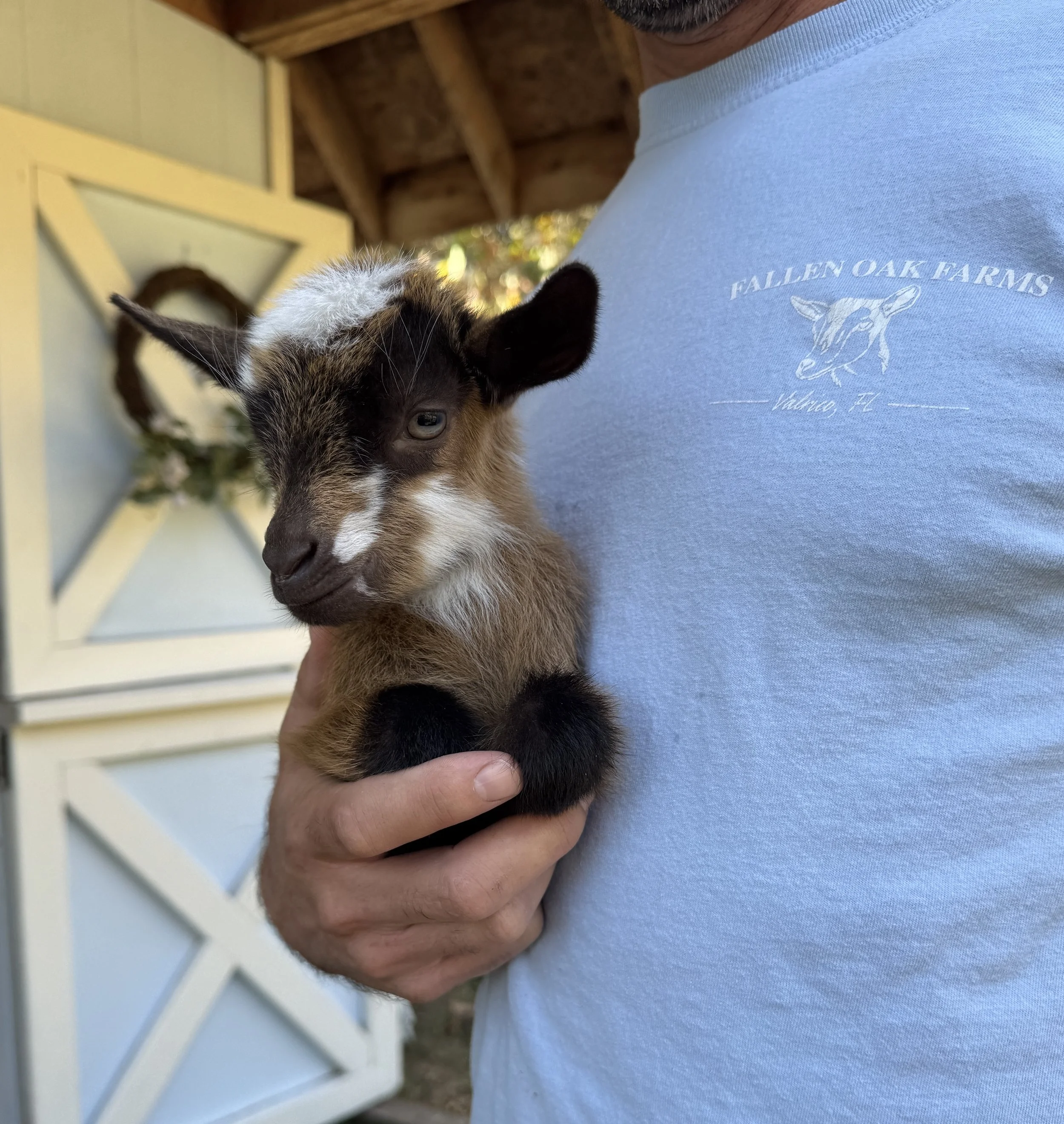Baby Goat holding.JPG