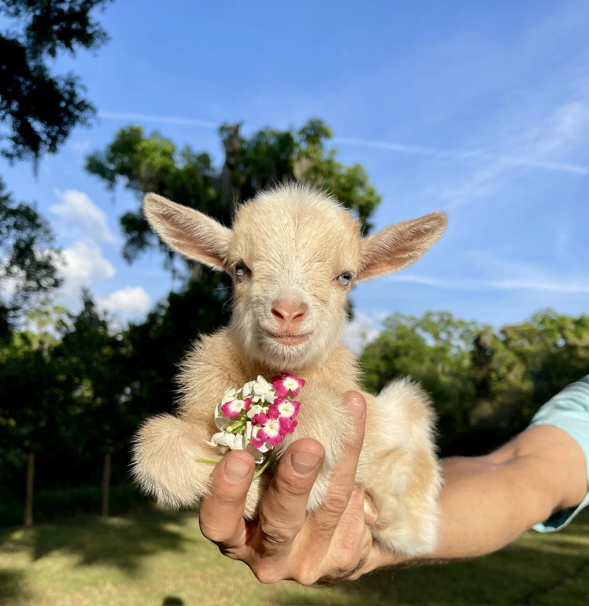 FLOWER goat.JPG