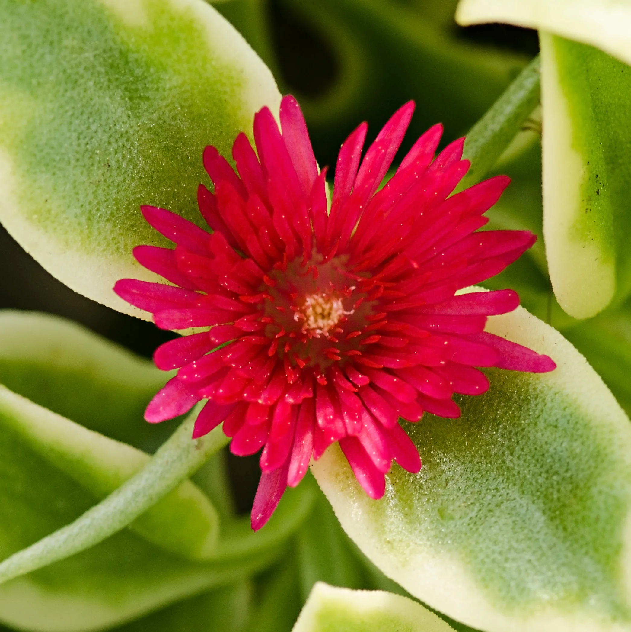 Village Gardens-18.jpg