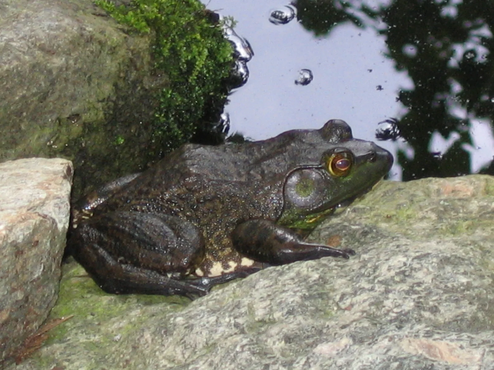 Pond Frog August 2006 014.jpg