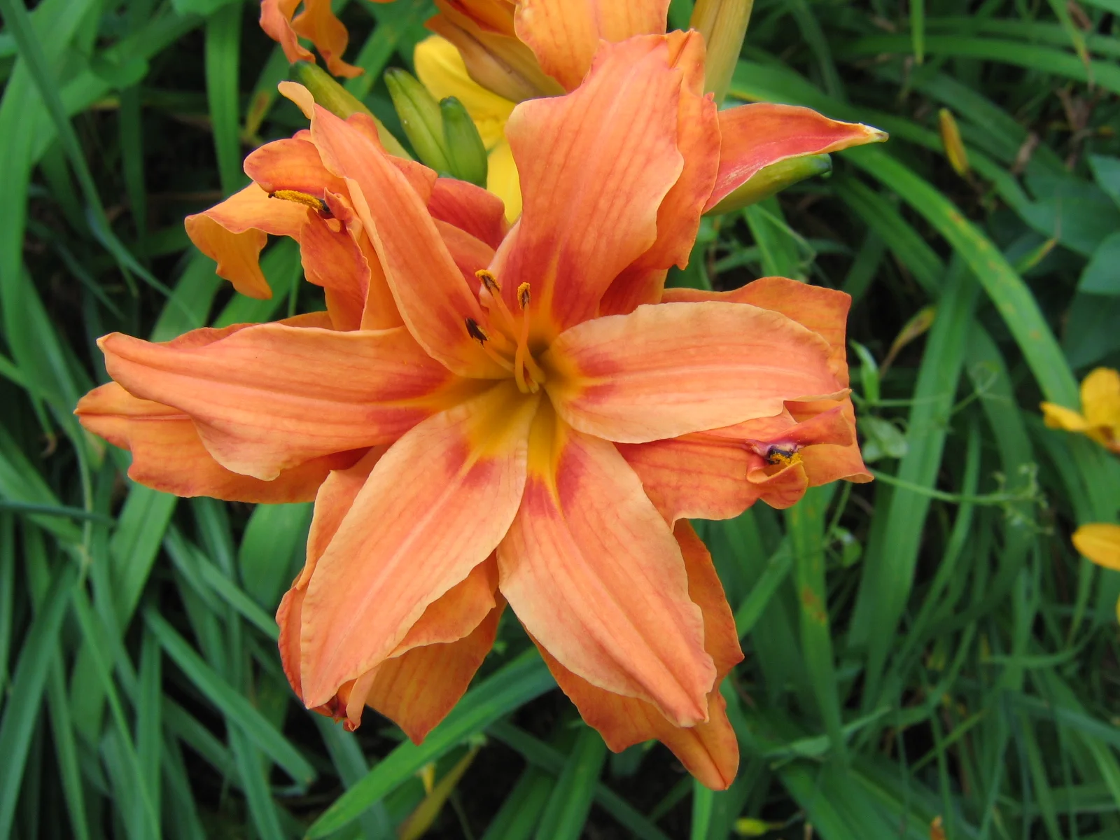VG flowers 7-8-06 058.jpg