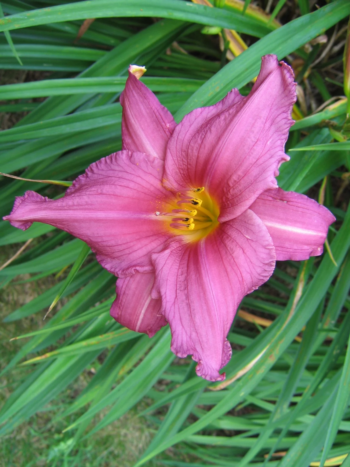 VG flowers 7-8-06 059.jpg