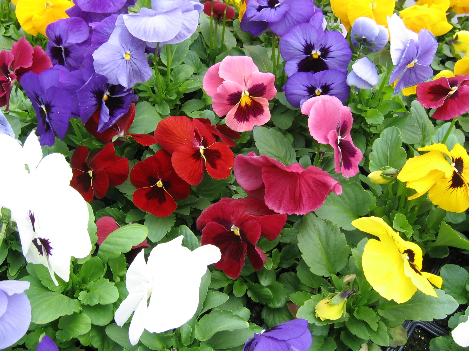 Pansy Ultima Mix.jpg