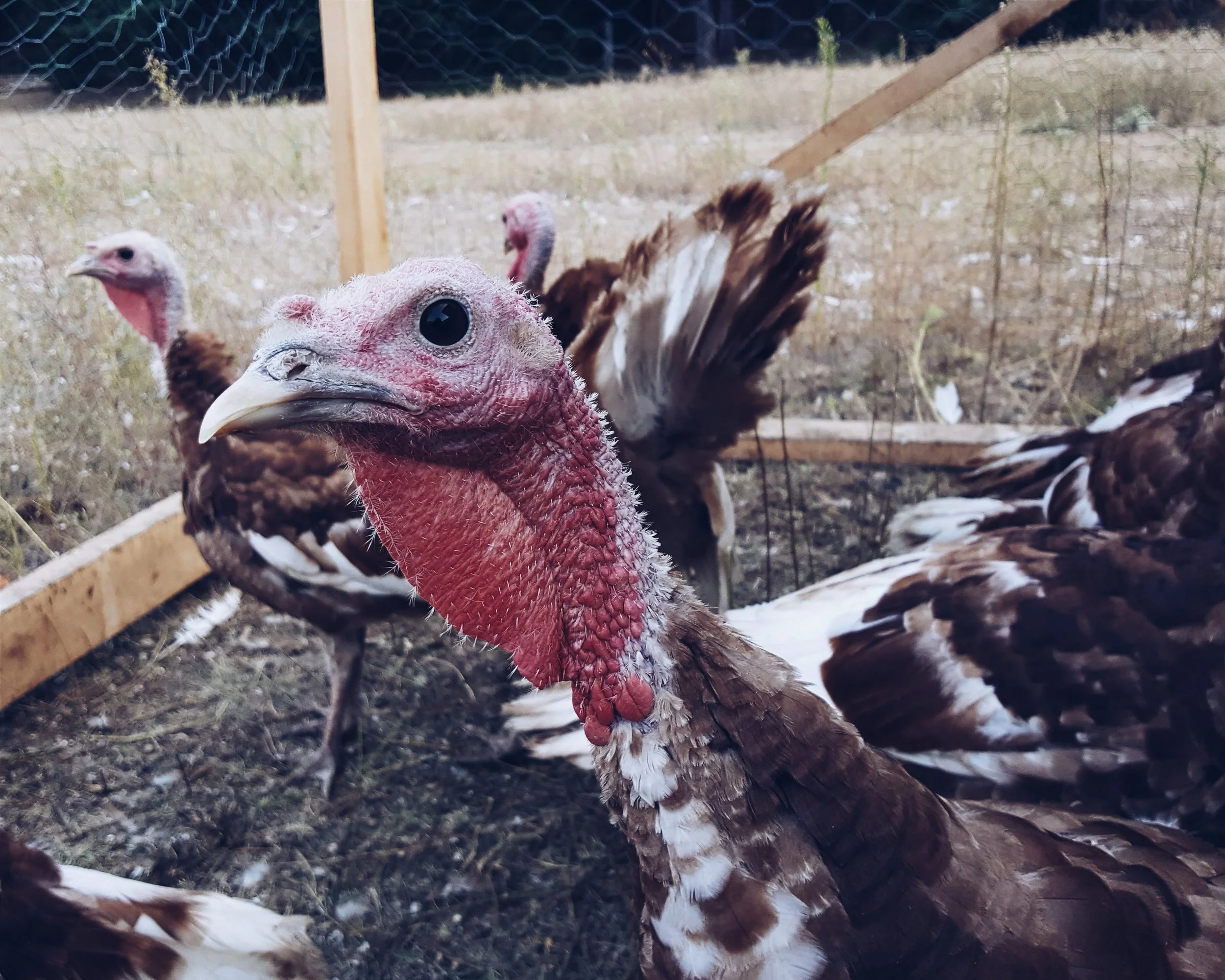 Pasture Raised Heritage Turkey