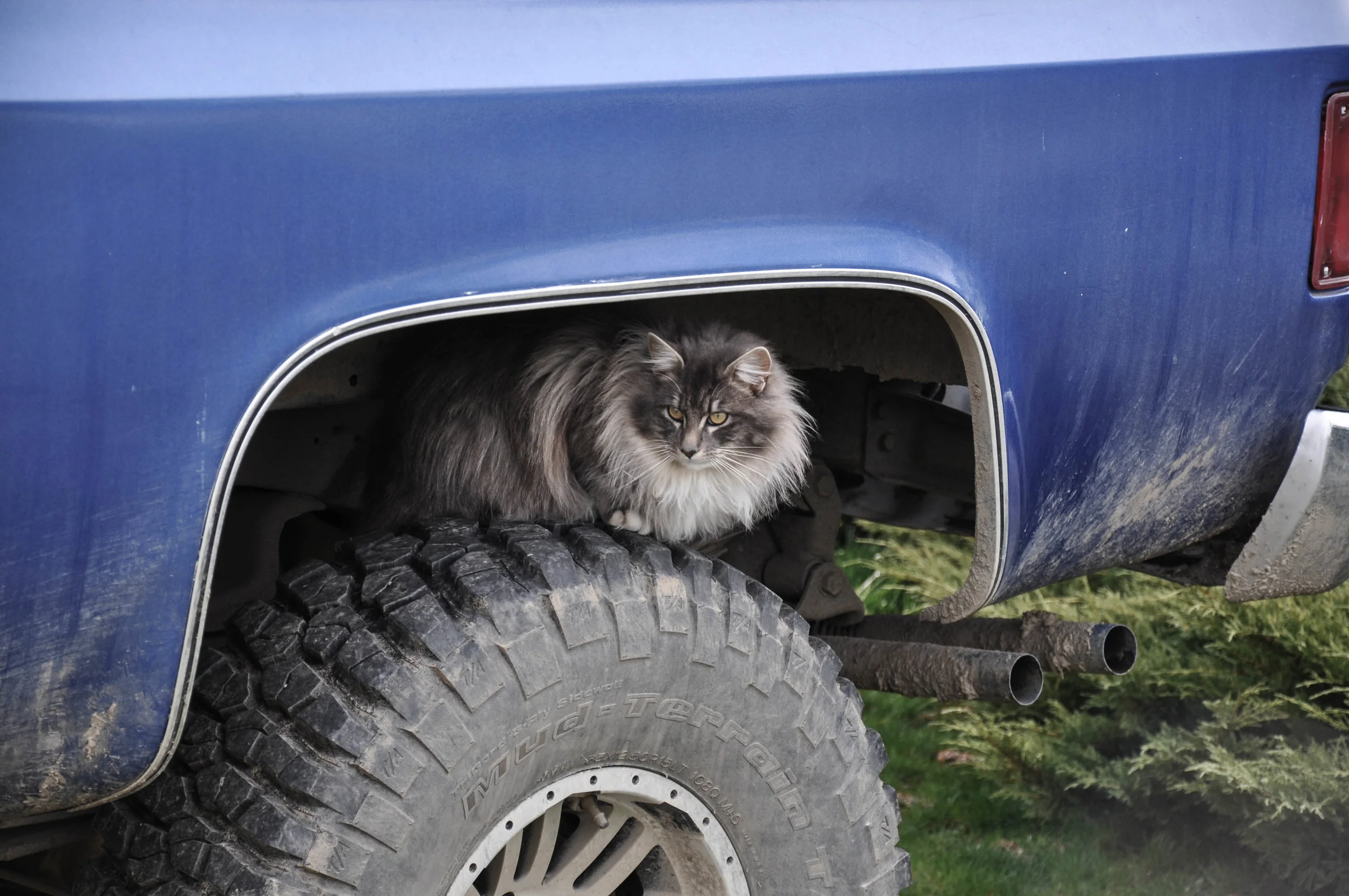 Answer: this cat is looking very stealth perched up there on the tire, but that's about as ninja as he gets. He's normally lounged on the doormat. Sometimes I actually use him as a doormat.