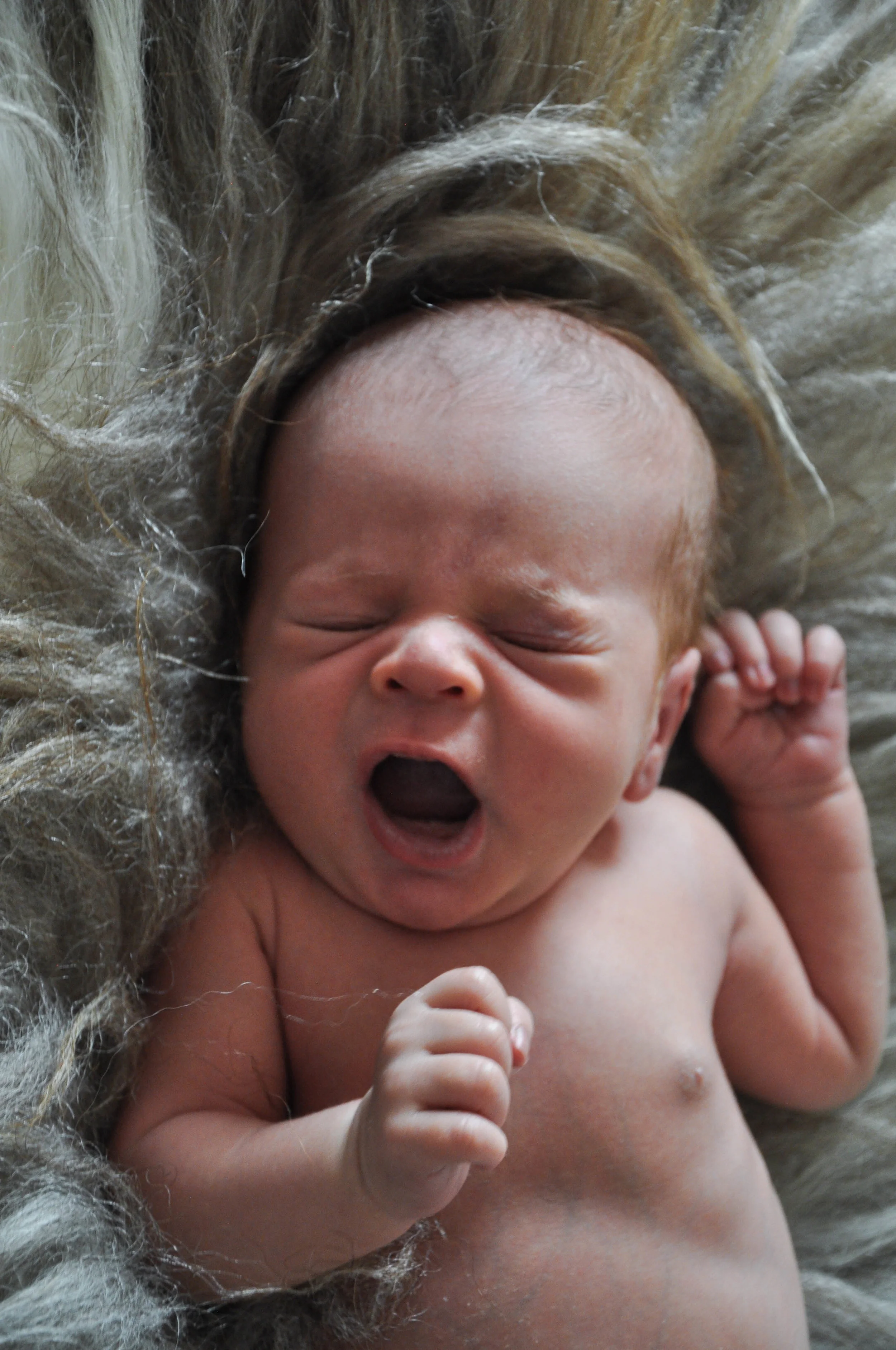 Gray, White, and Brown Spotted Icelandic Sheepskin 