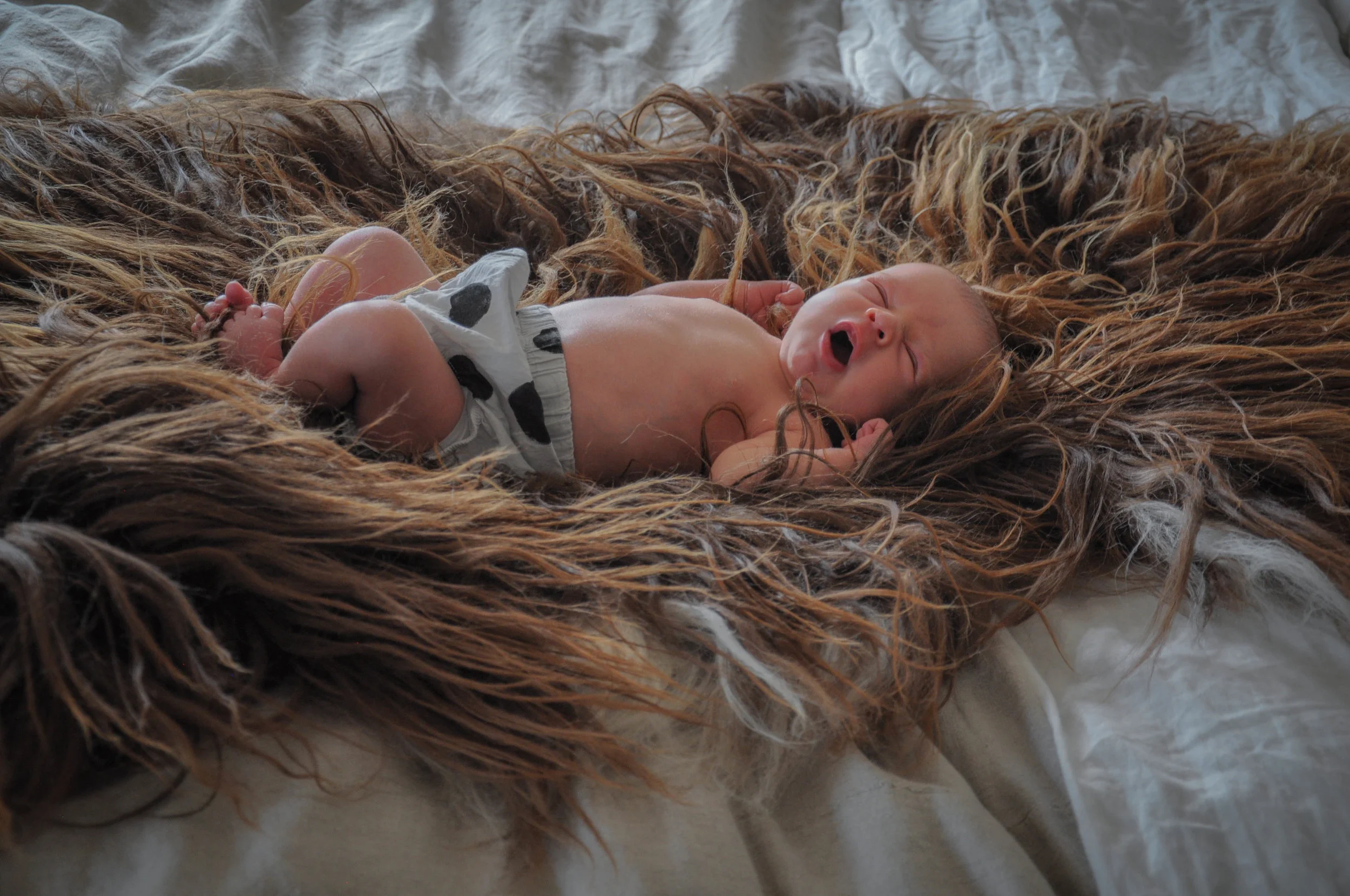 Brown and Carmel Icelandic Sheepskin