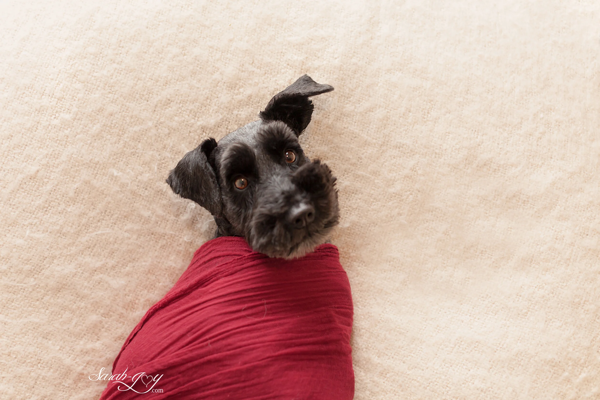 Best dog photographer in melbourne.jpg