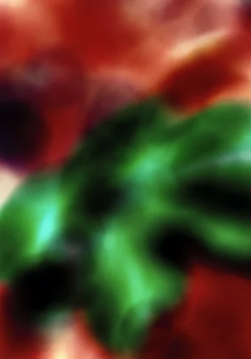 Bright Red and Green sm web.jpg