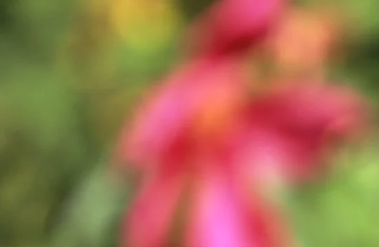 Pink Tails sm web.jpg