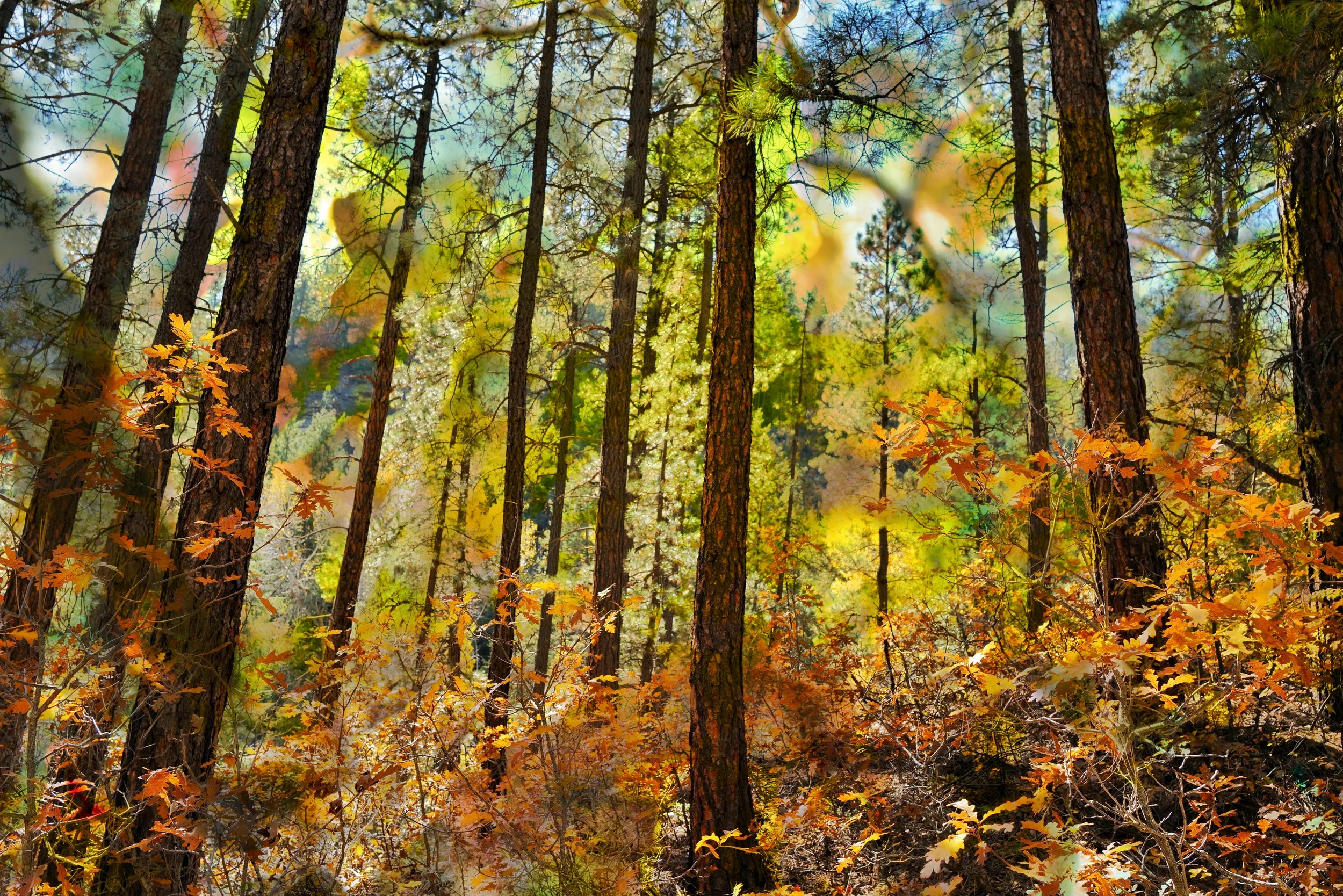 Autum Forest .JPG
