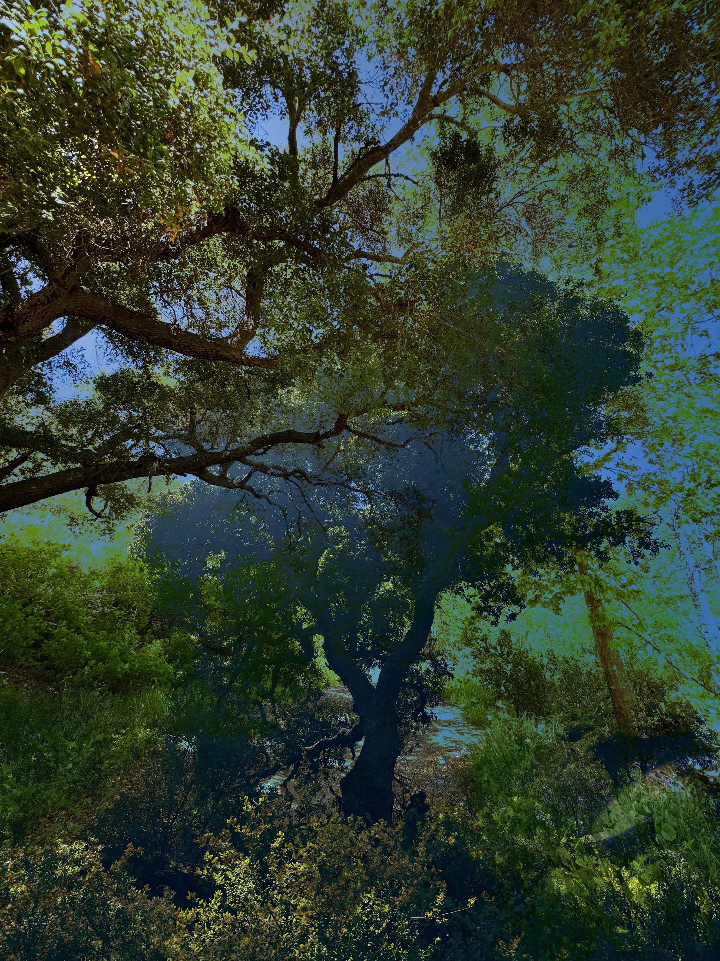 Tree On Tree 1.JPG