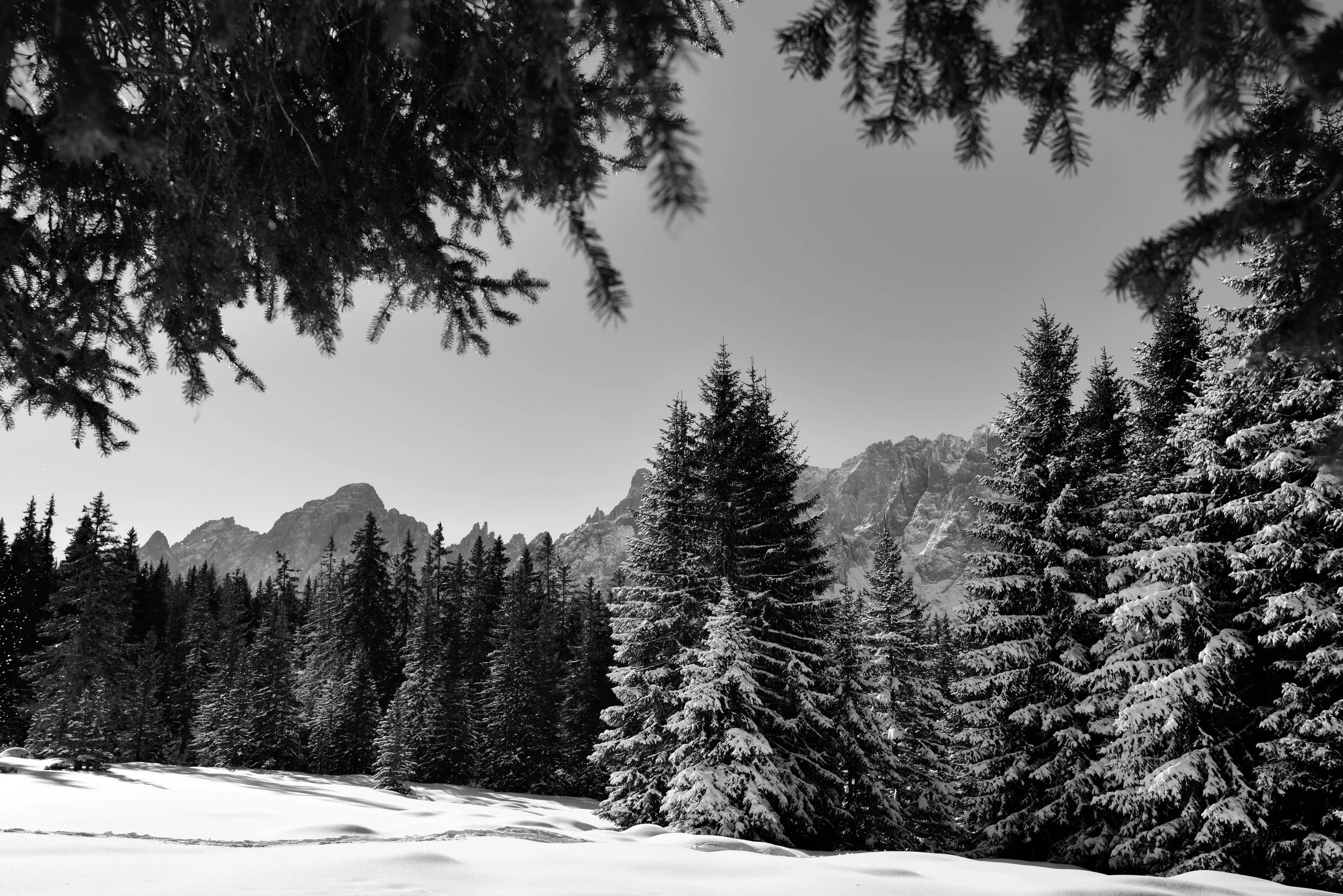 Forest Through Trees LR.jpg