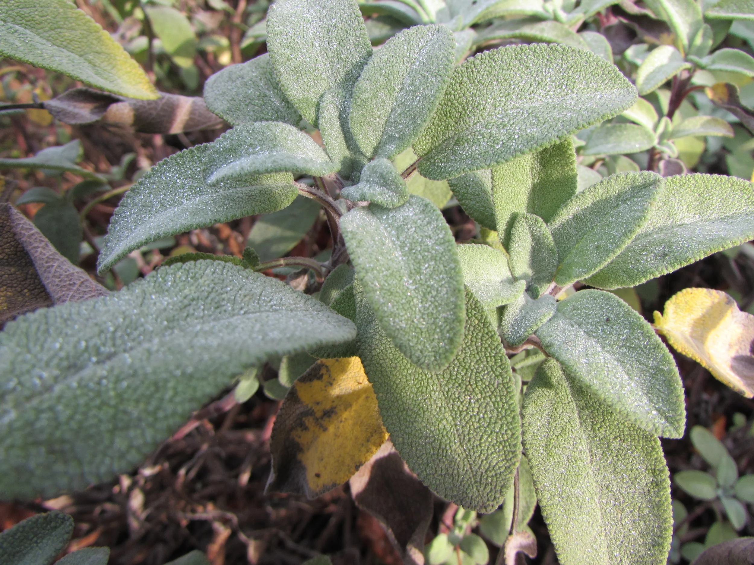 Sacred Seeds Herb Garden Weekend Volunteer Day