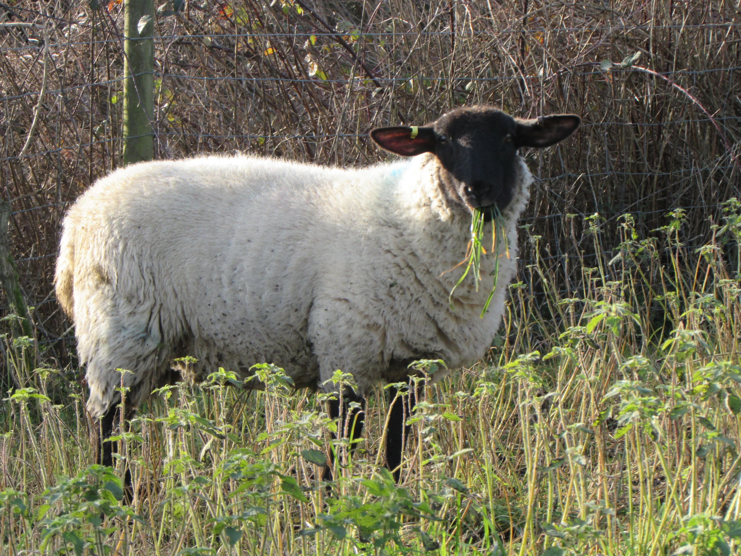 Meat? Dairy? Both? Or Neither? A discussion on how we decide what to eat…