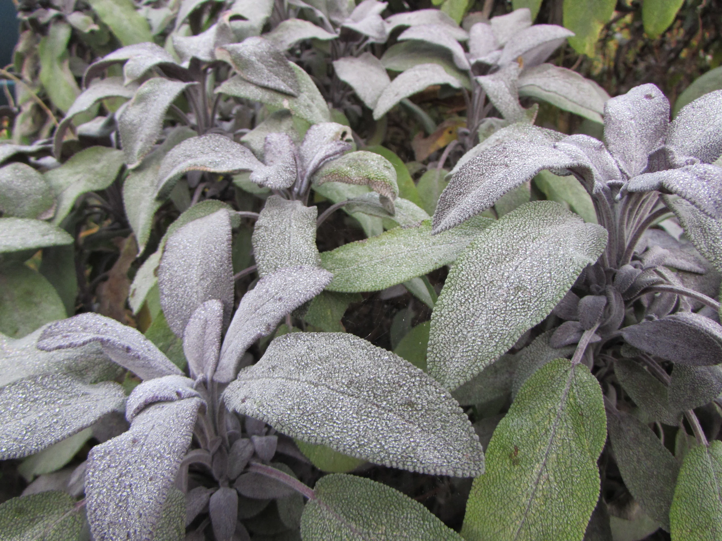 Living Food - Daphne Lambert