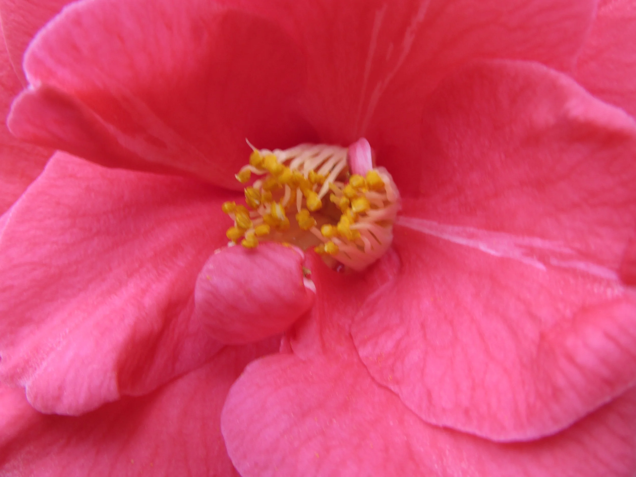 Workshop – Natural Alternatives at the Menopause