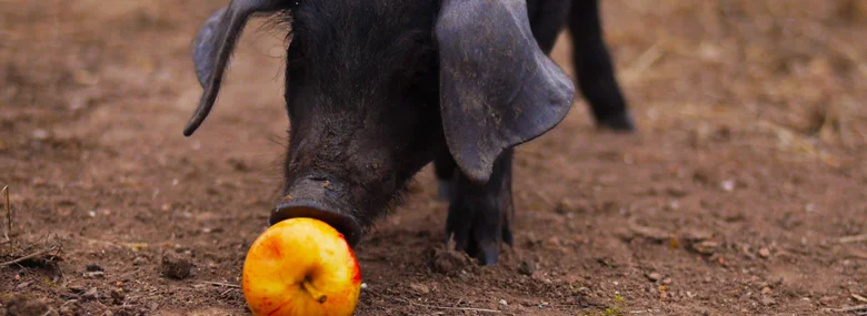  Monthly Farm Volunteer Day