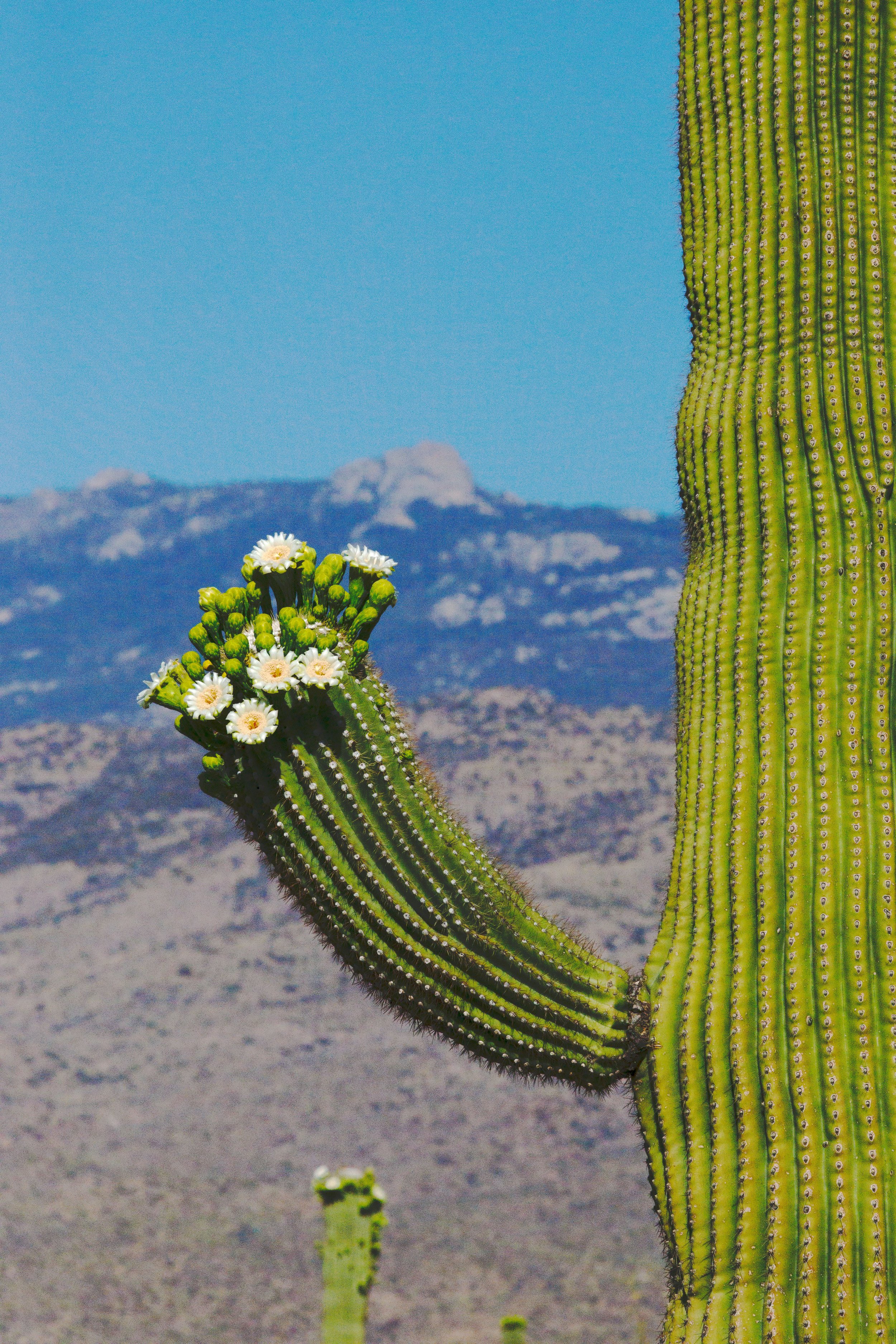 Photographing the Saguaros Blooming during Springtime in Arizona, USA, 2025