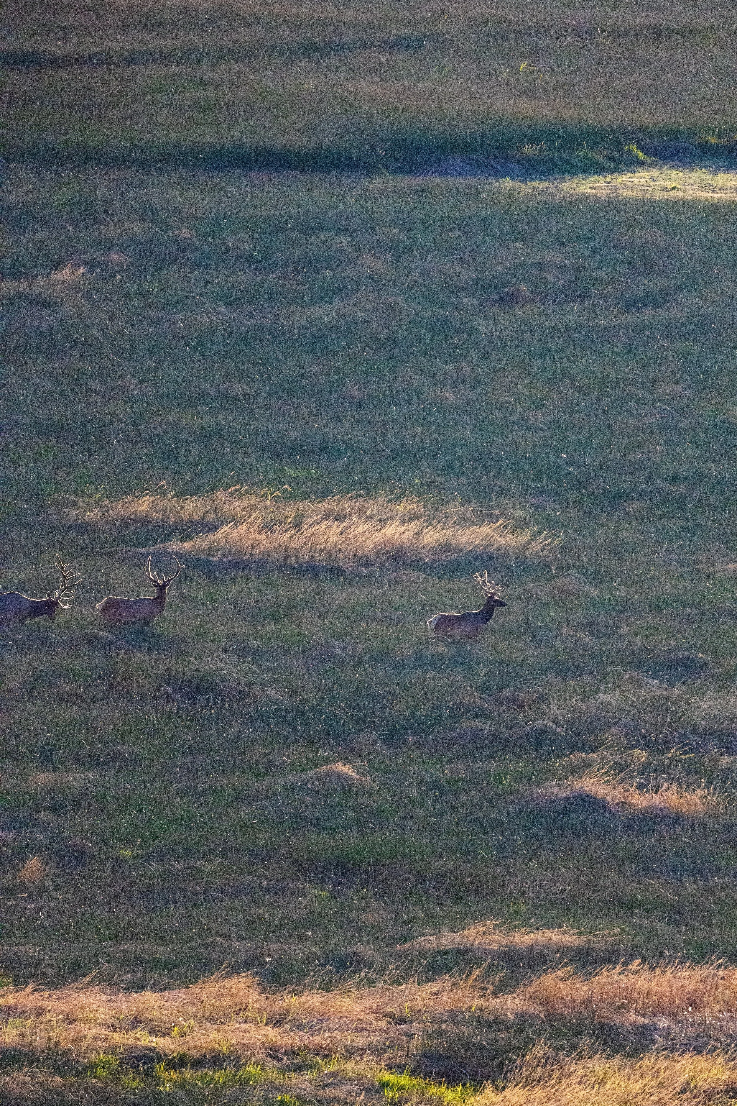 Taking Photos and Videos of Wildlife during Summertime in Northern Arizona