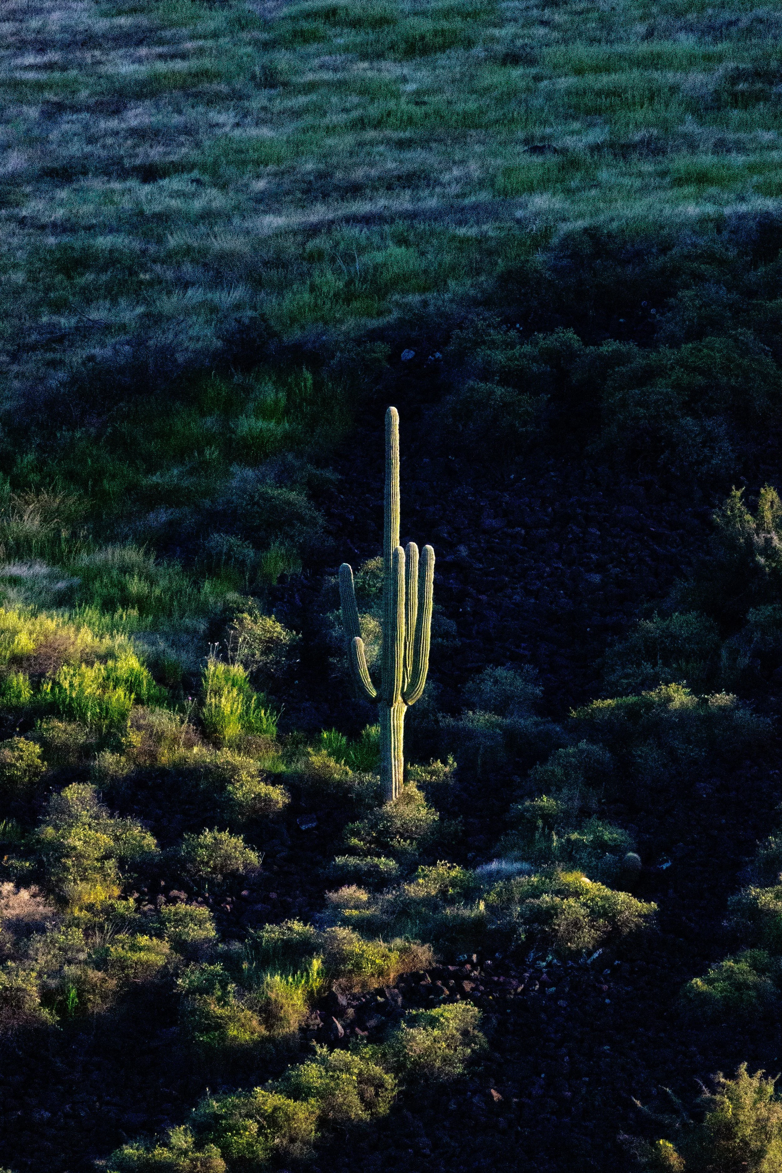 a Saguaro Cactus with five arms in the Sonoran Desert, with its Spines Glowing at Golden Hour, Surrounded by other Plants 🌵🌄✨