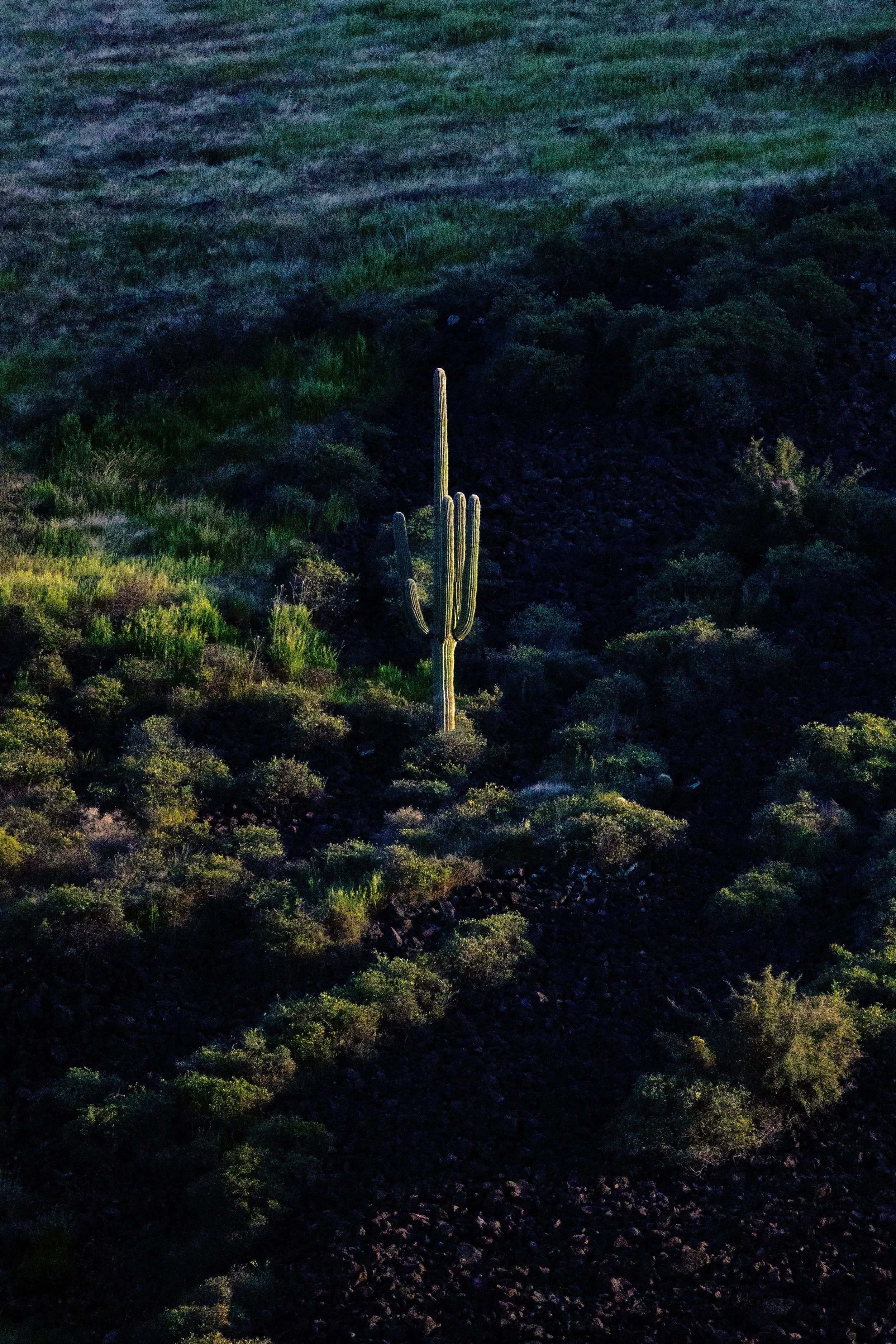 a Saguaro Cactus Glowing at Golden Hour in the Sonoran Desert before Sunset 🌵🌄✨