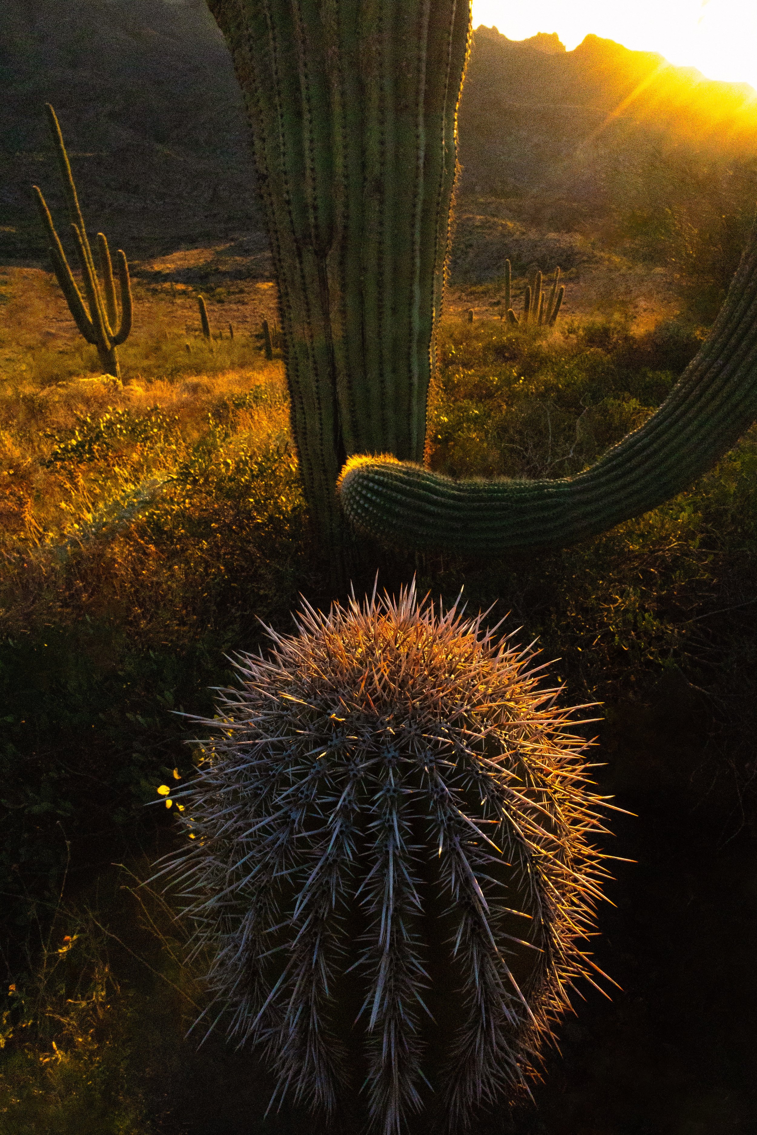 Saguaro Cacti in the Sonoran Desert, with their Spines Glowing at Golden Hour, Surrounded by Mountains and other Plants 🌵🌄✨