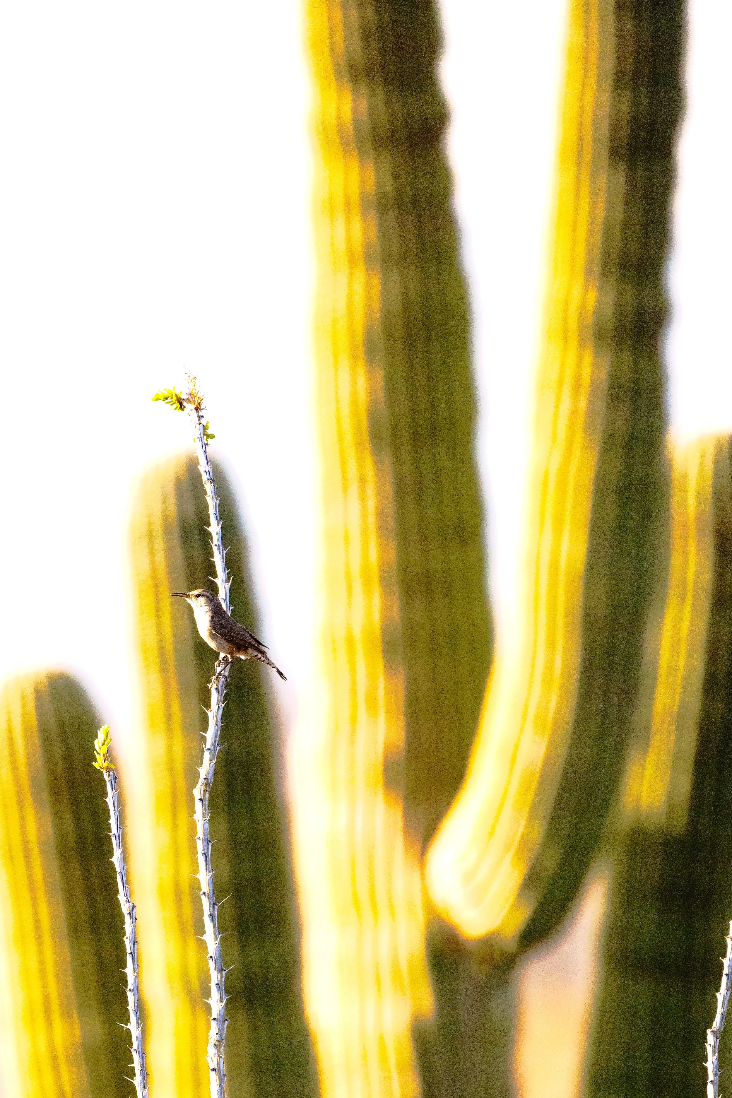 a Bird Perched on an Ocotillo Branch in front of a Saguaro Cactus that is Glowing in the Sonoran Desert Sunshine 🌵☀️✨