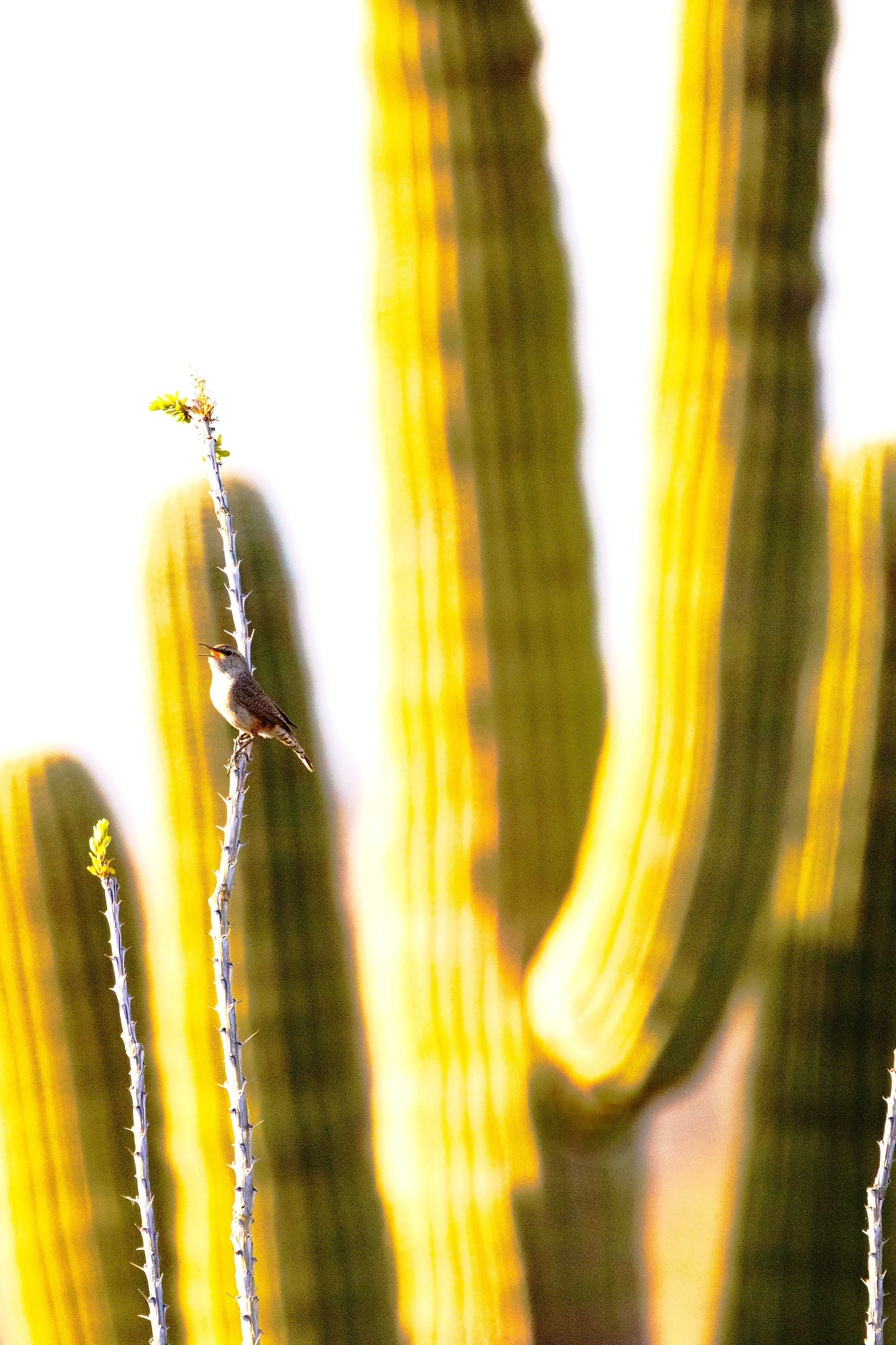 a Bird Perched on an Ocotillo Branch in front of a Saguaro Cactus that is Glowing in the Sonoran Desert Sunshine 🌵☀️✨
