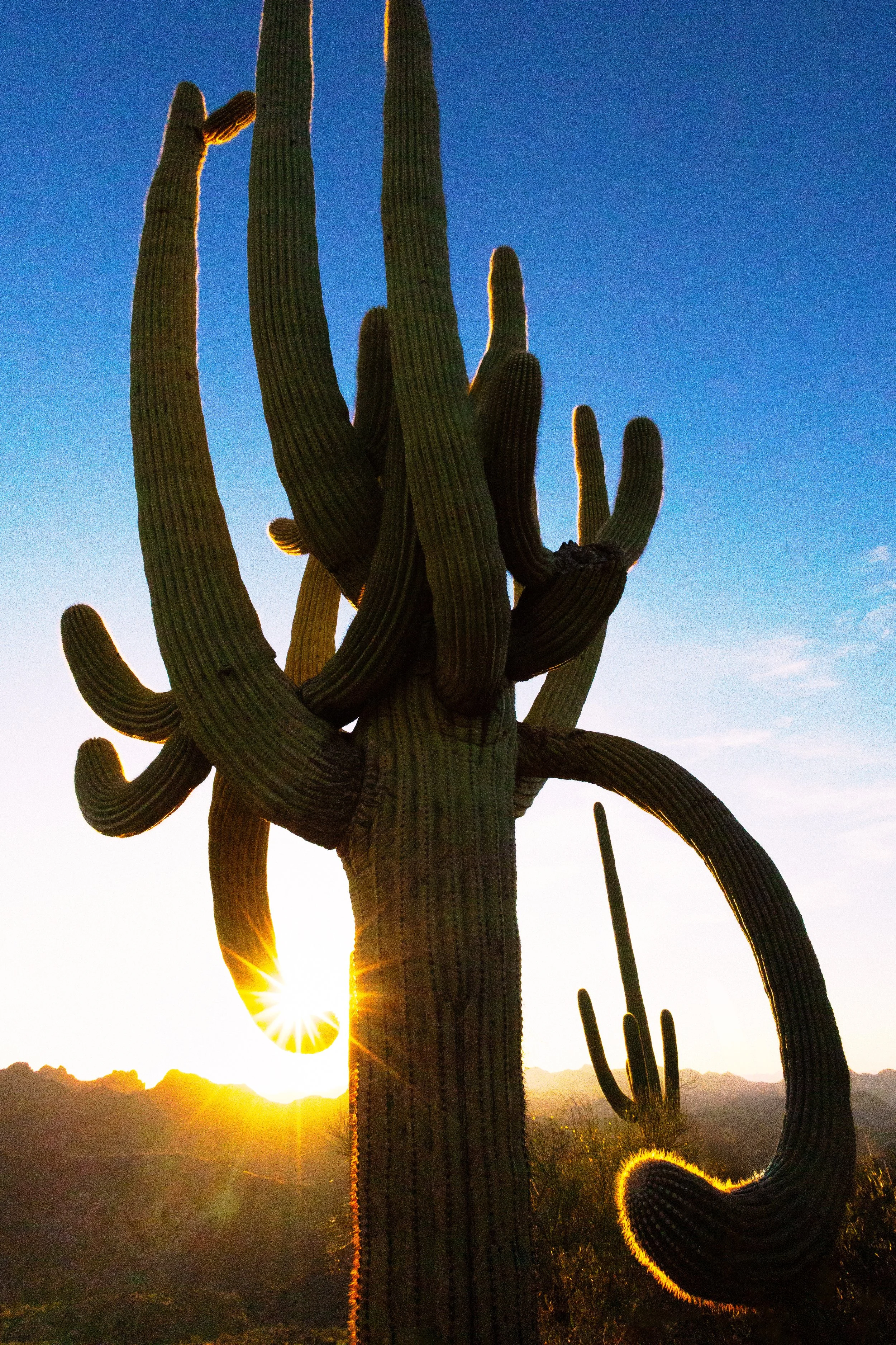 Large Saguaro Cactus with Many Large Arms in the Sonoran Desert, with Spines Glowing, Surrounded by Mountains and other Plants 🌵✨