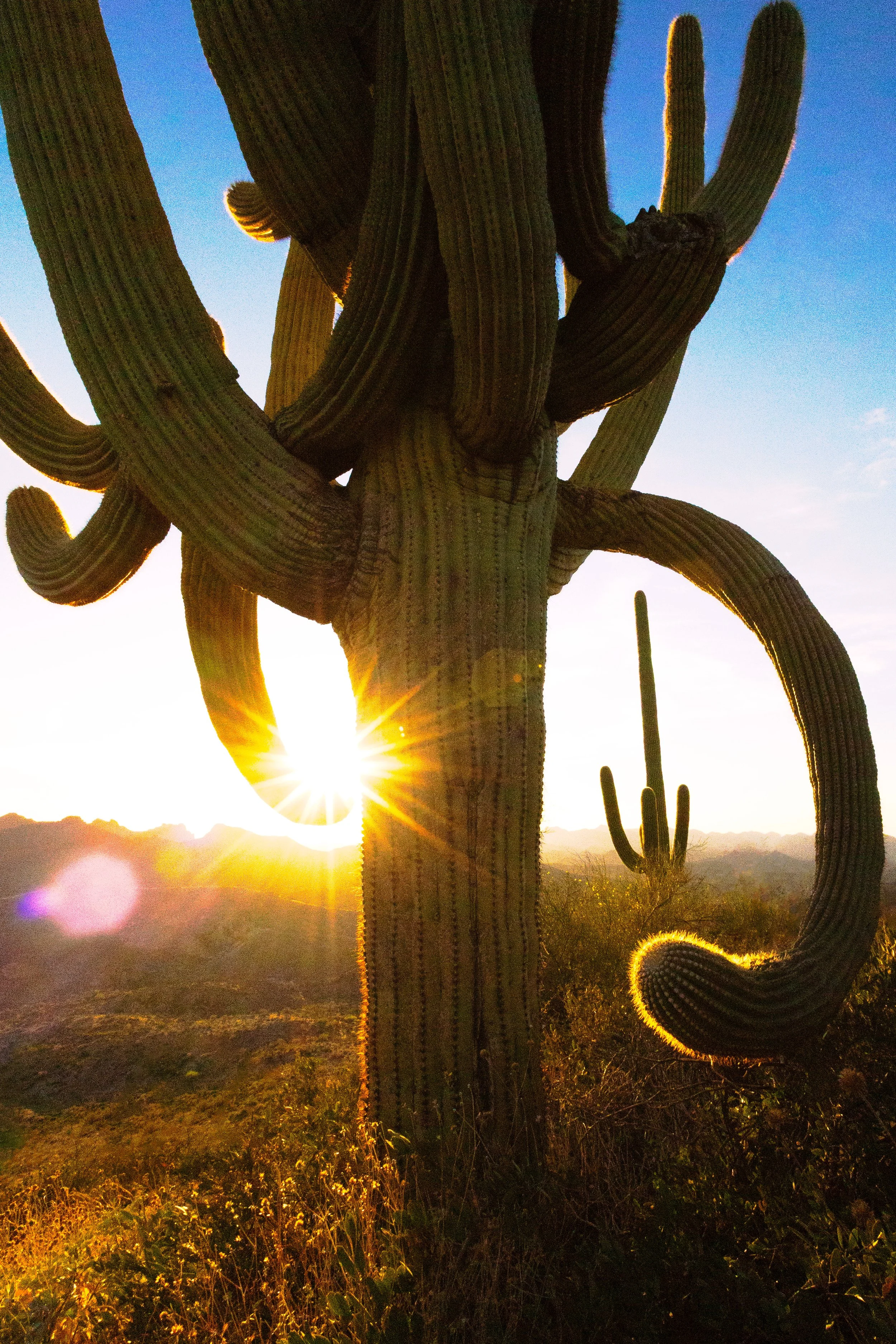Large Saguaro Cactus with Many Large Arms in the Sonoran Desert, with Spines Glowing, Surrounded by Mountains and other Plants 🌵✨