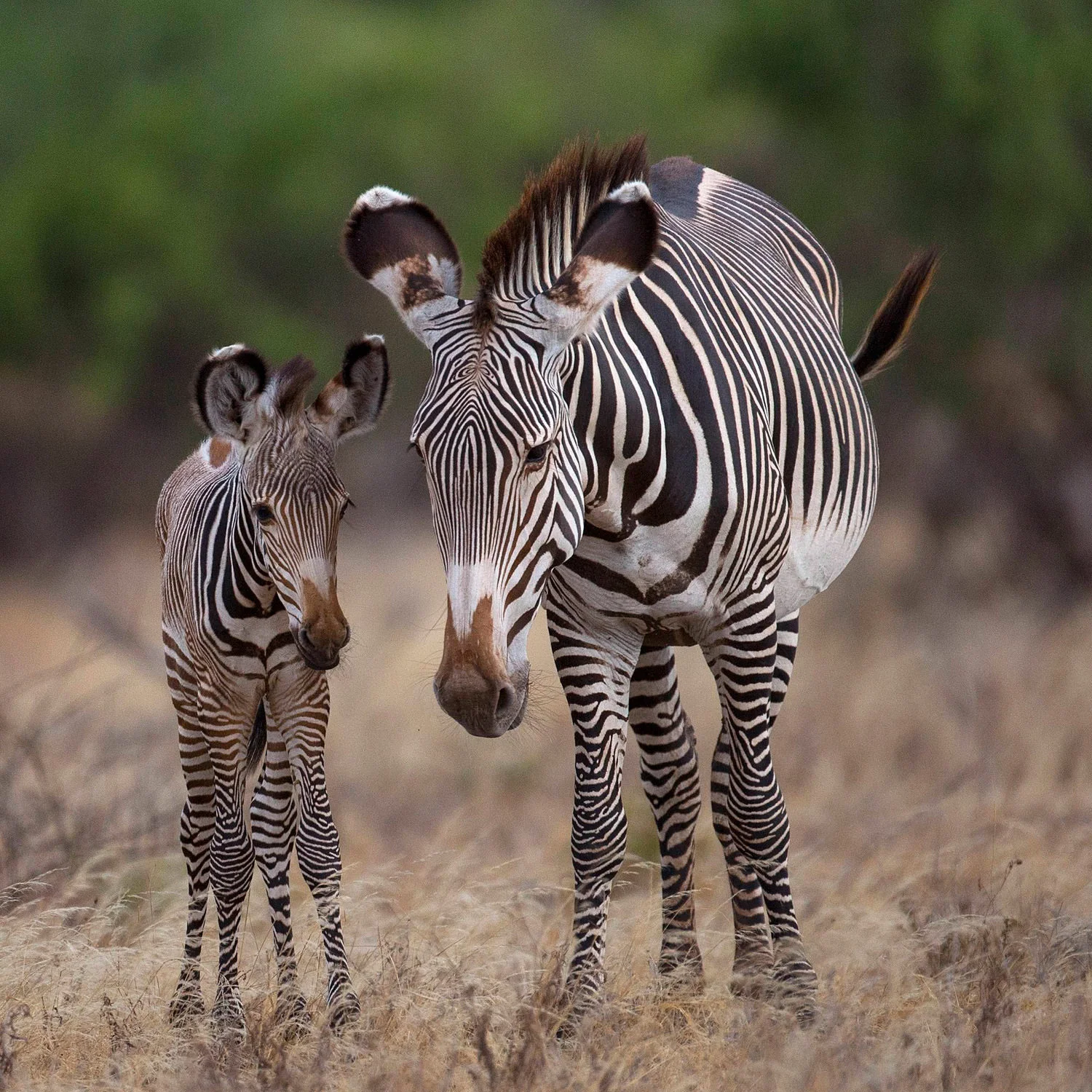 The less familiar Grevy's Zebra with colt 