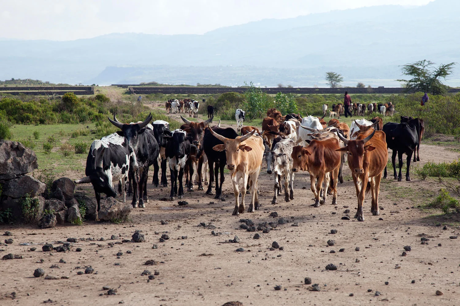 Maasai Herd keeping the right of way