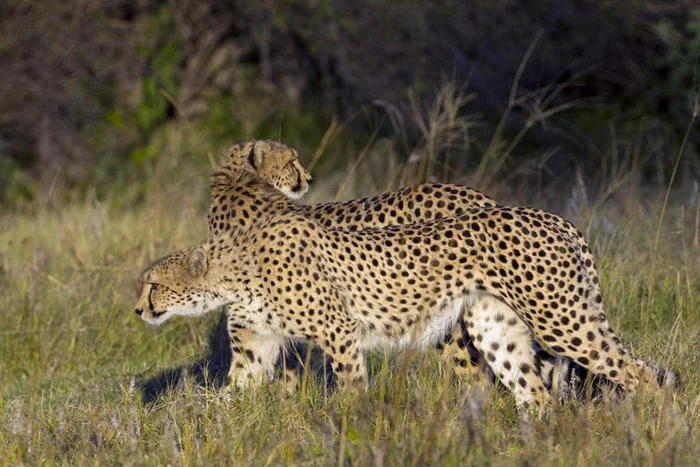 Cheetah Siblings
